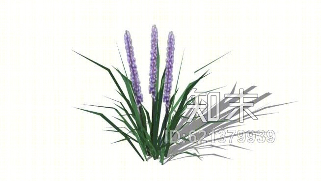 短葶山麦冬大蓝SU模型下载【ID:621379939】