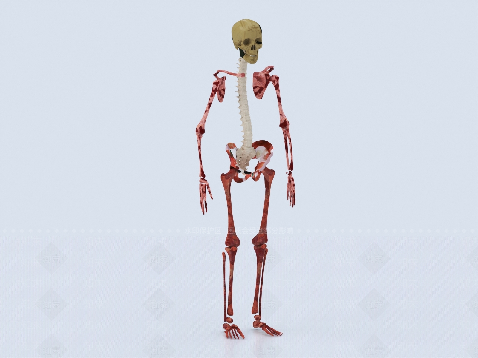 人体标本3D模型下载【ID:1148131025】