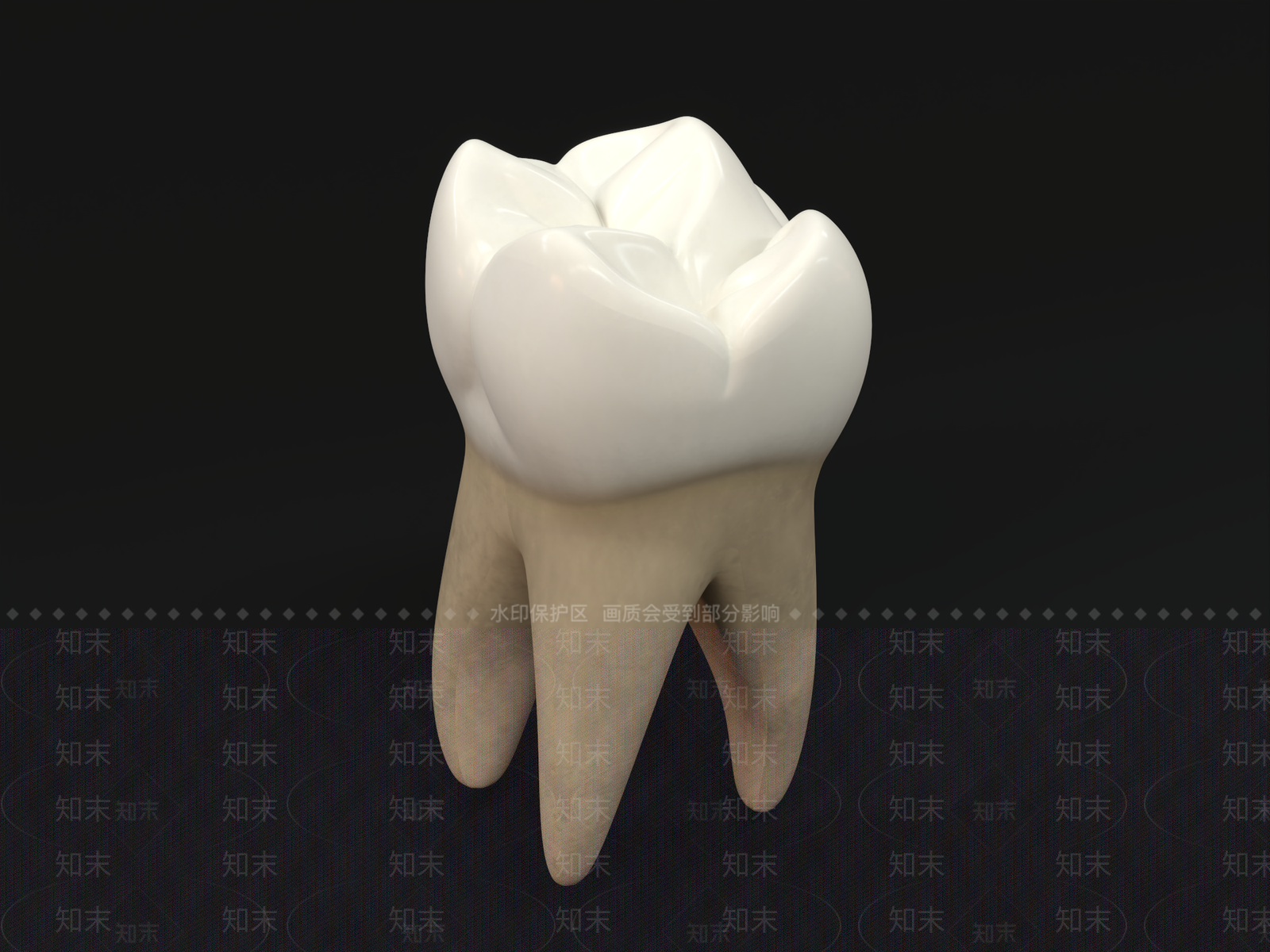 牙齿槽牙3D模型下载【ID:1148153617】
