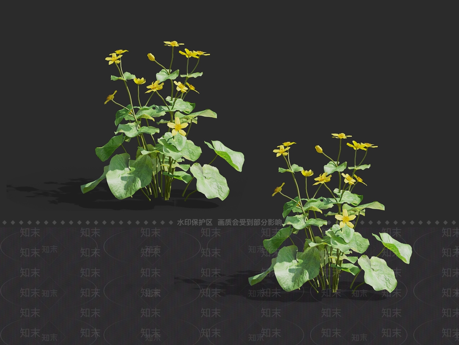 驴蹄草3D模型下载【ID:1148307921】