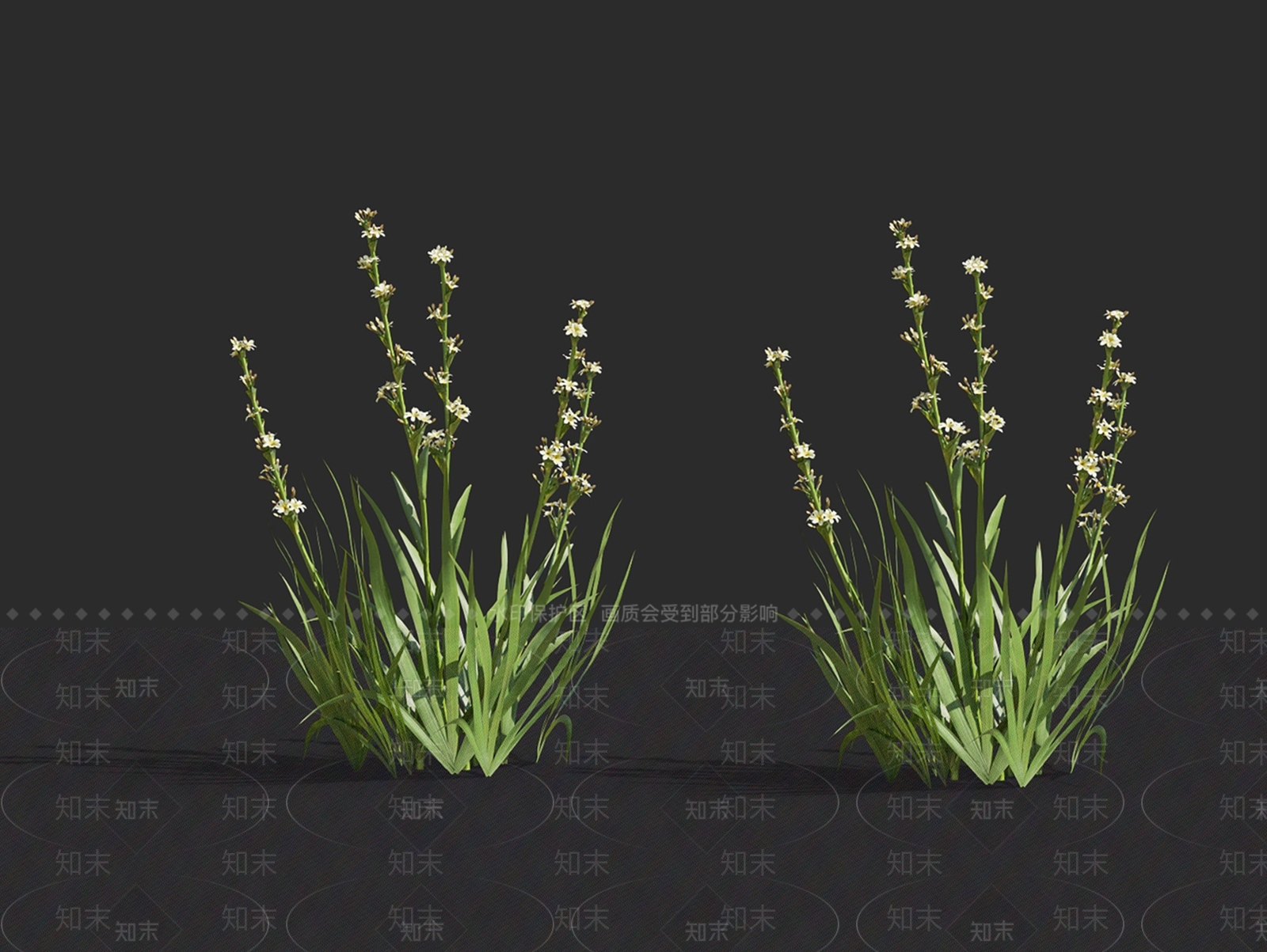 智利庭菖蒲3D模型下载【ID:1148315301】