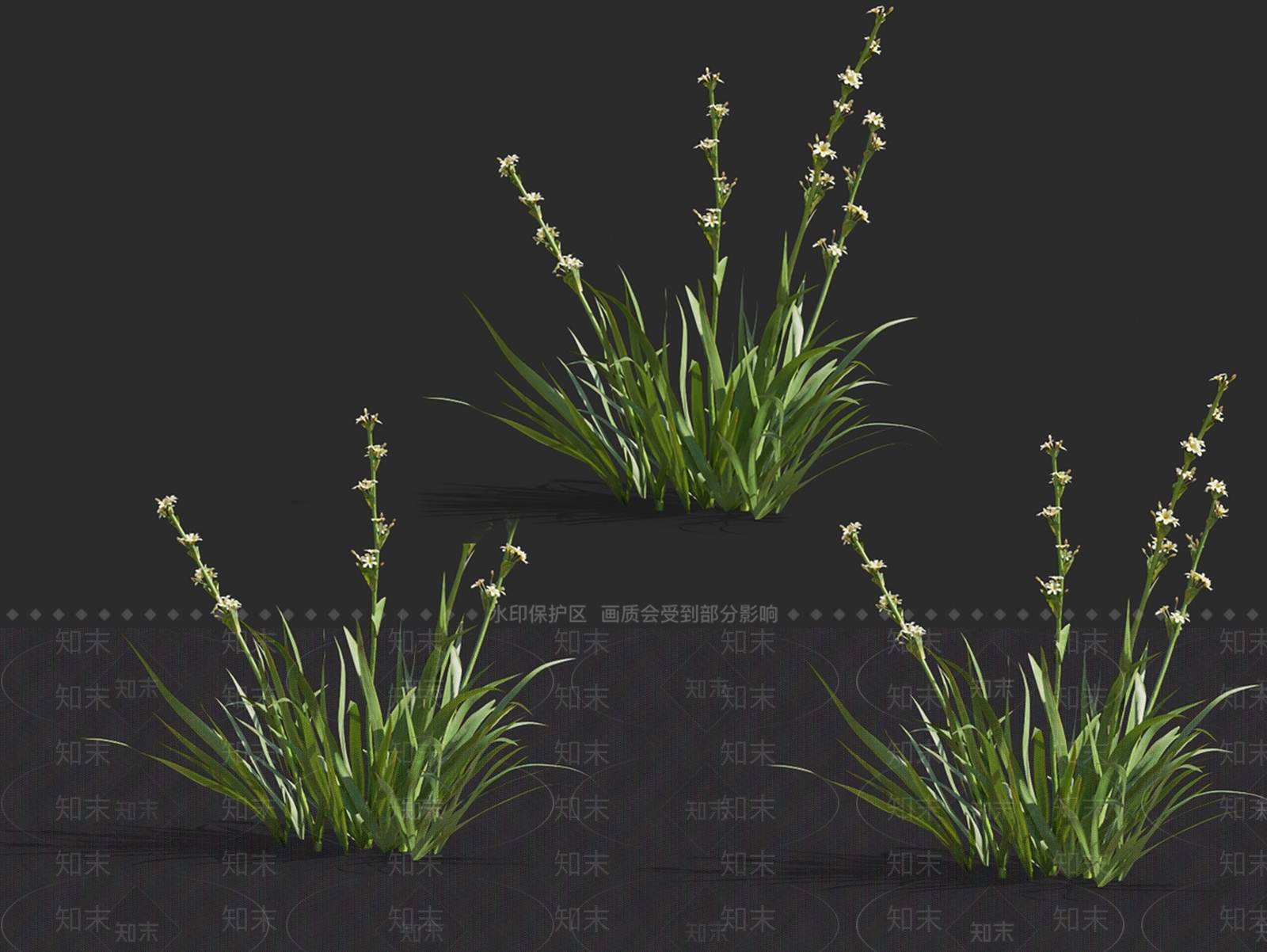 智利庭菖蒲3D模型下载【ID:1148315571】