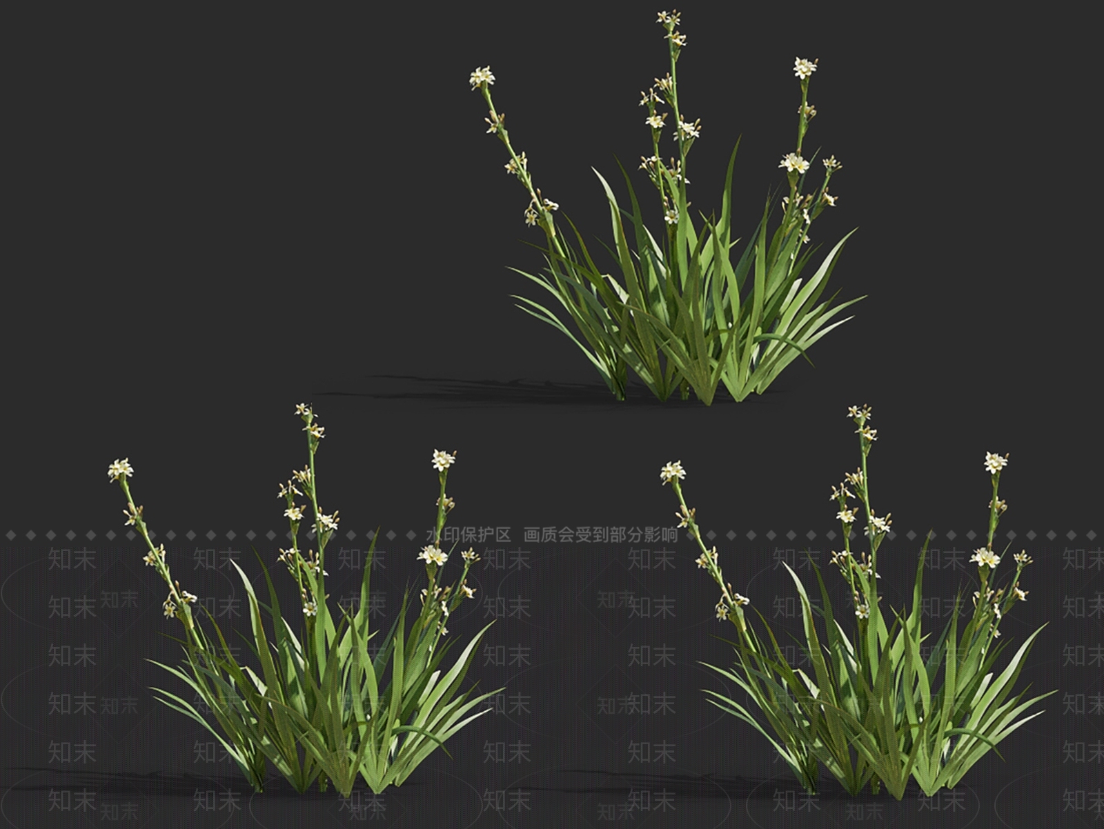 智利庭菖蒲3D模型下载【ID:1148315518】