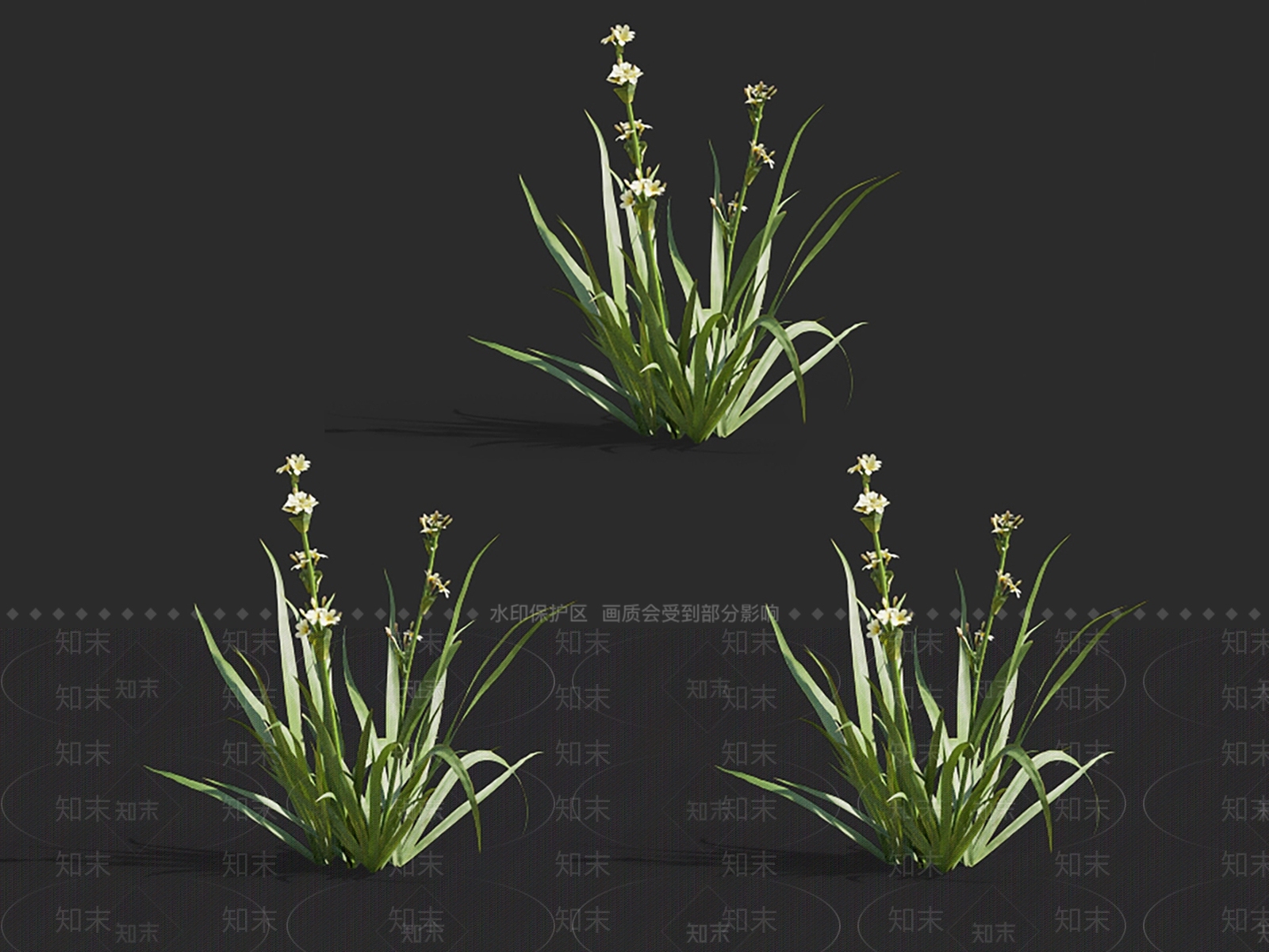 智利庭菖蒲3D模型下载【ID:1148315656】