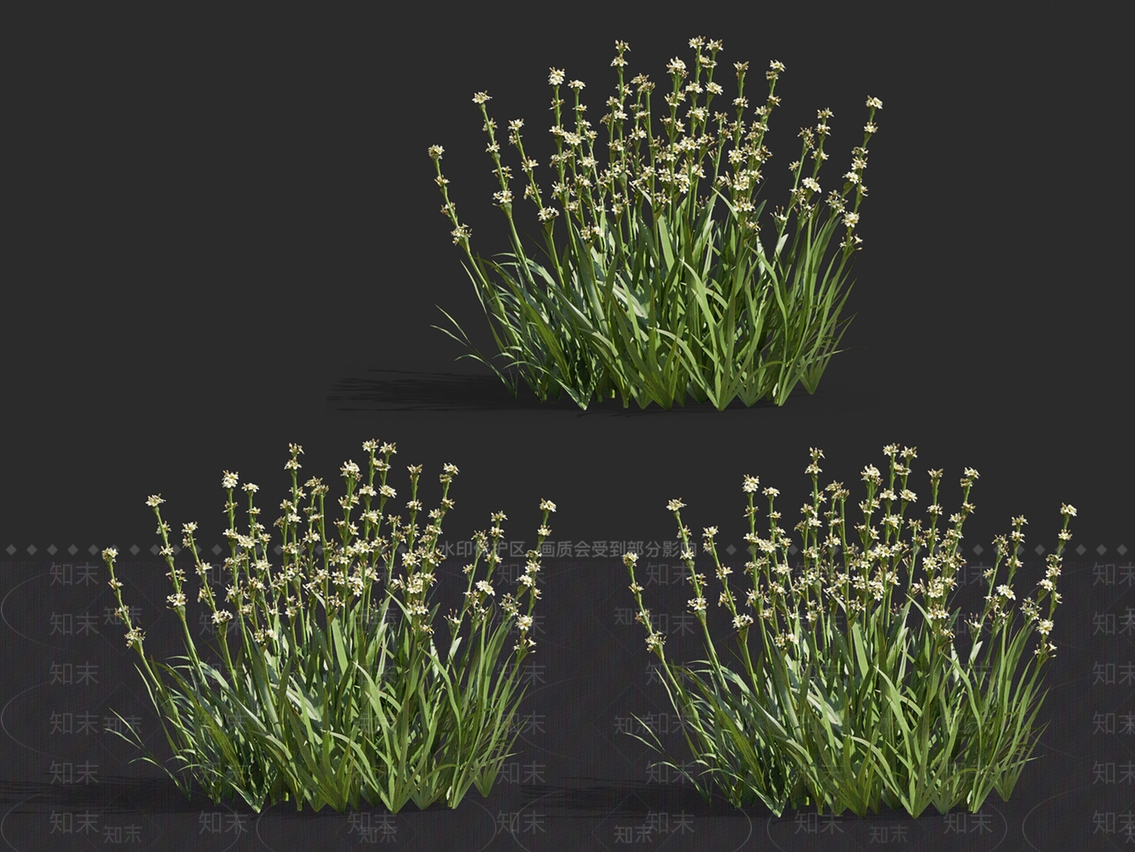 智利庭菖蒲3D模型下载【ID:1148315786】