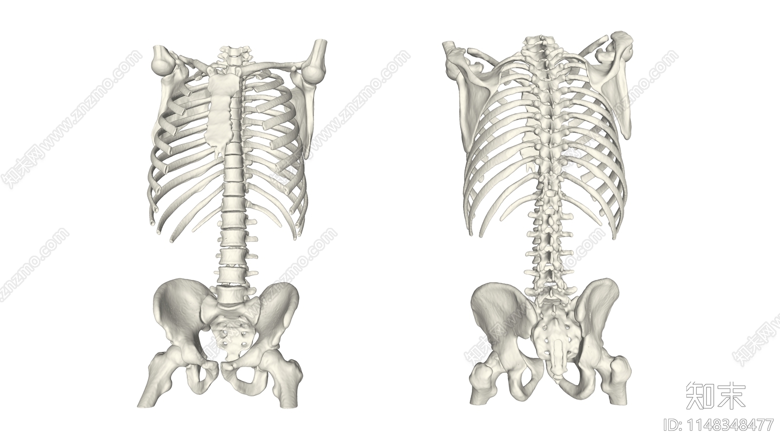 人体躯干骨骼SU模型下载【ID:1148348477】