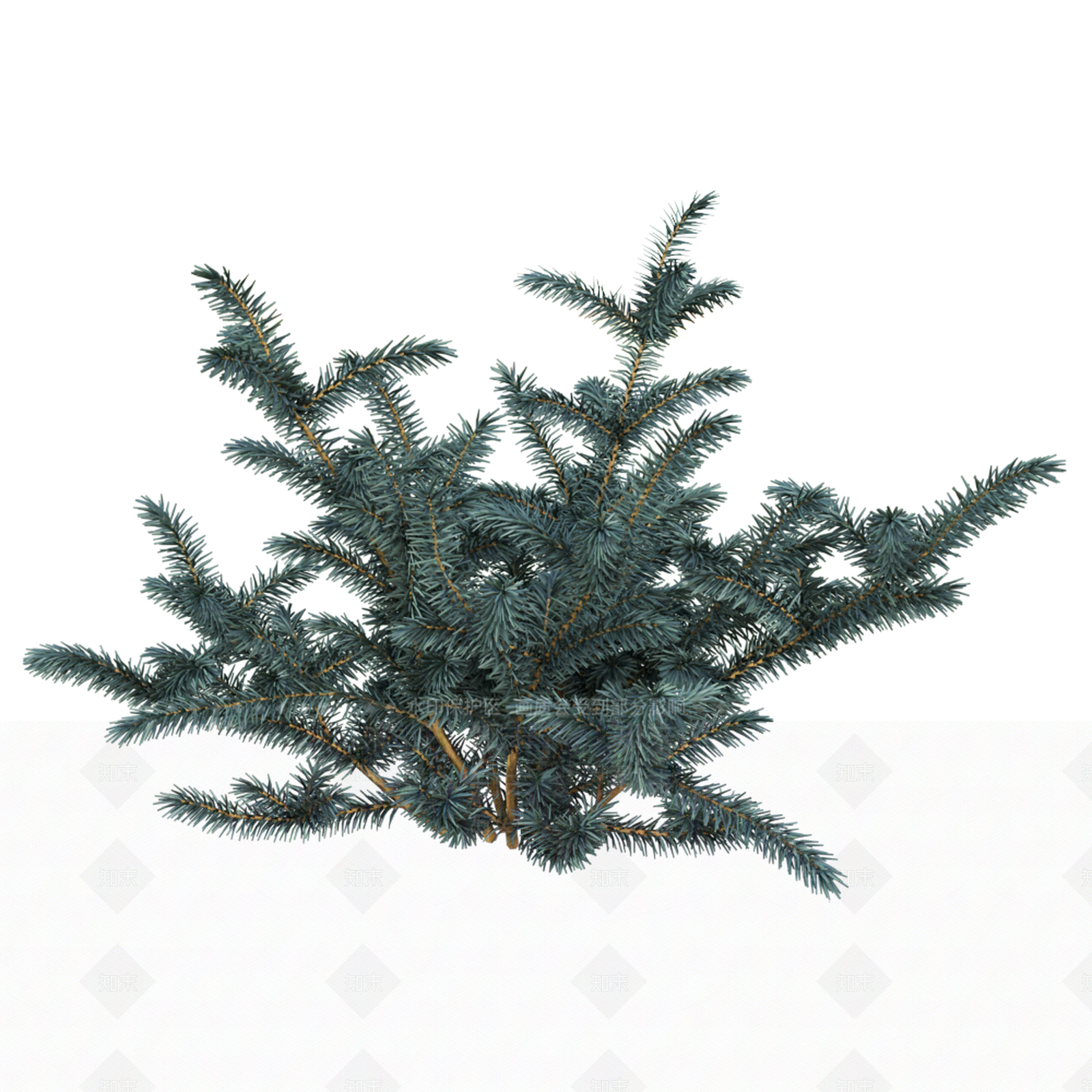 蓝粉云杉3D模型下载【ID:1148429216】