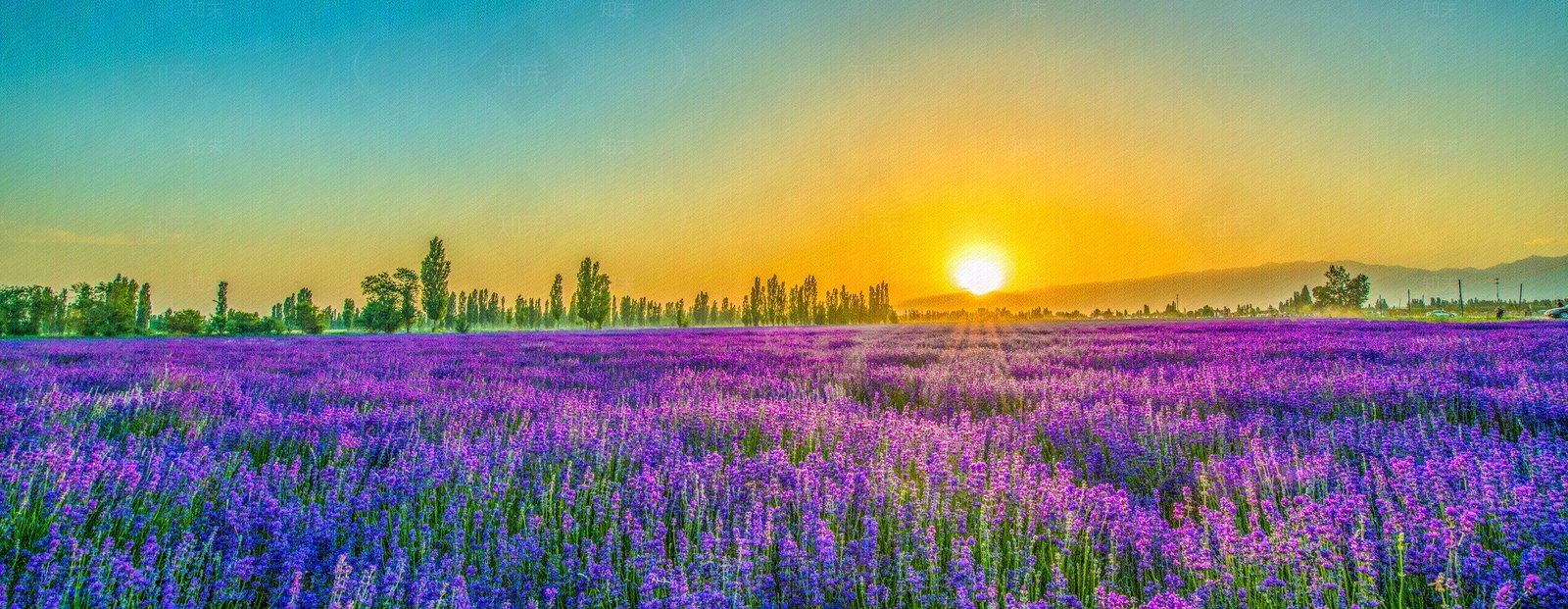 薰衣草庄园的落日贴图下载【ID:1148436691】