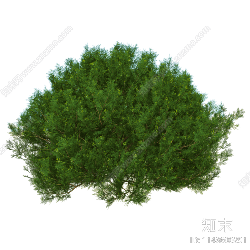 现代植物侧柏3D模型下载【ID:1148600291】