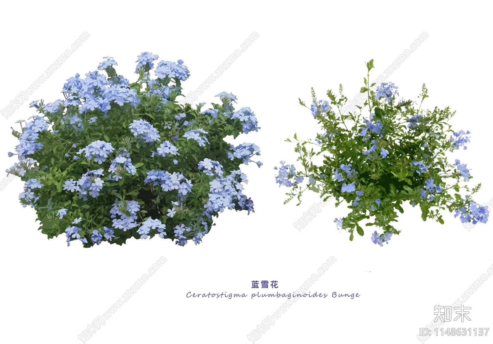 PSD免抠花卉素材蓝雪花贴图下载【ID:1148631137】_【知末网贴图库】