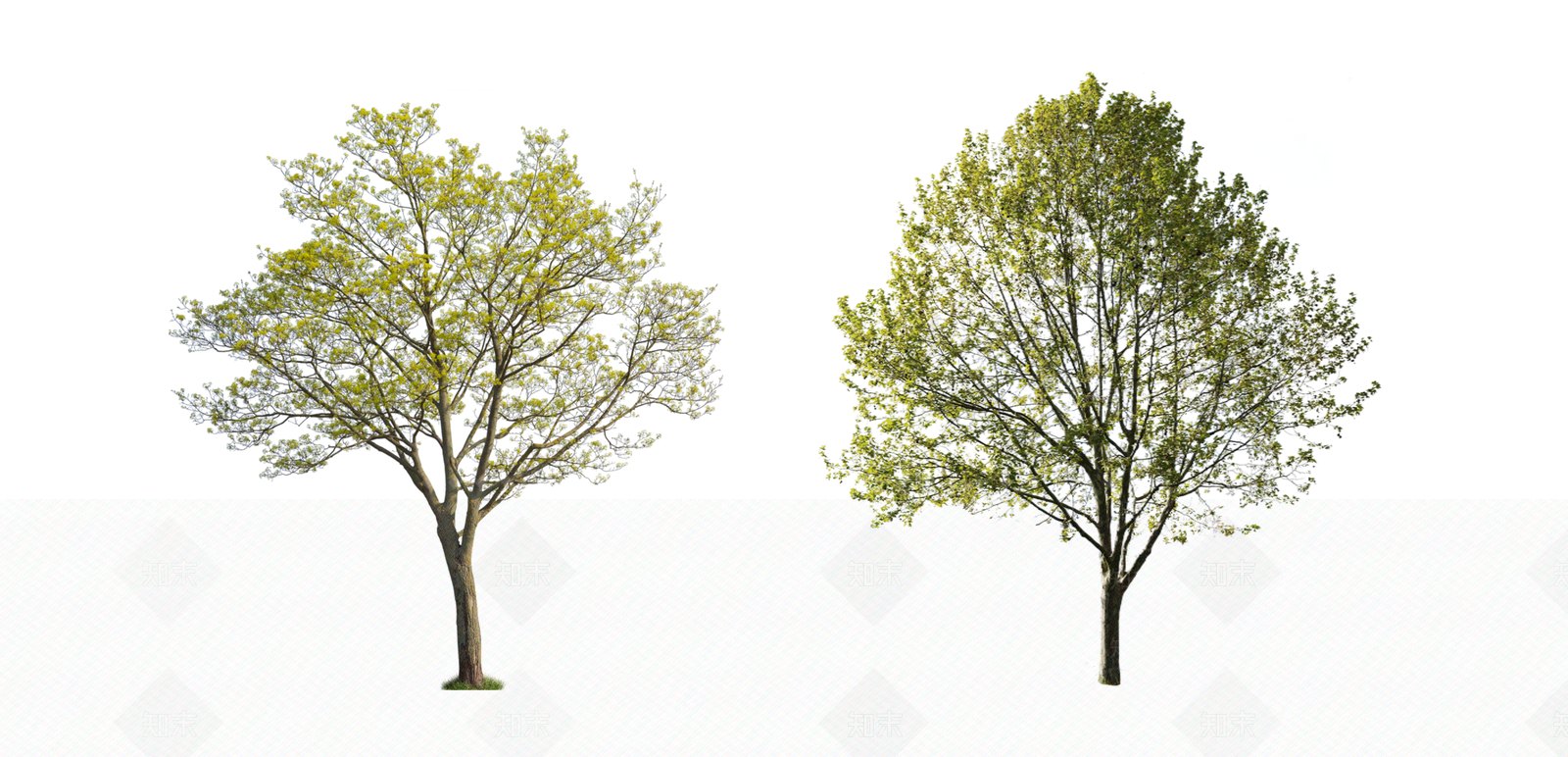 2D现黄花风铃木乔木SU模型下载【ID:1148655051】