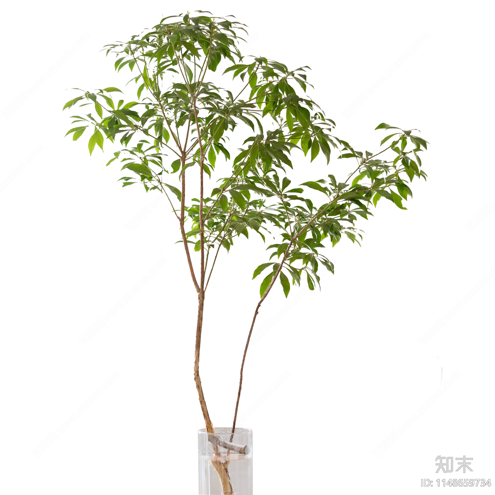 PNG免抠马醉木室内插花摆件下载【ID:1148659734】