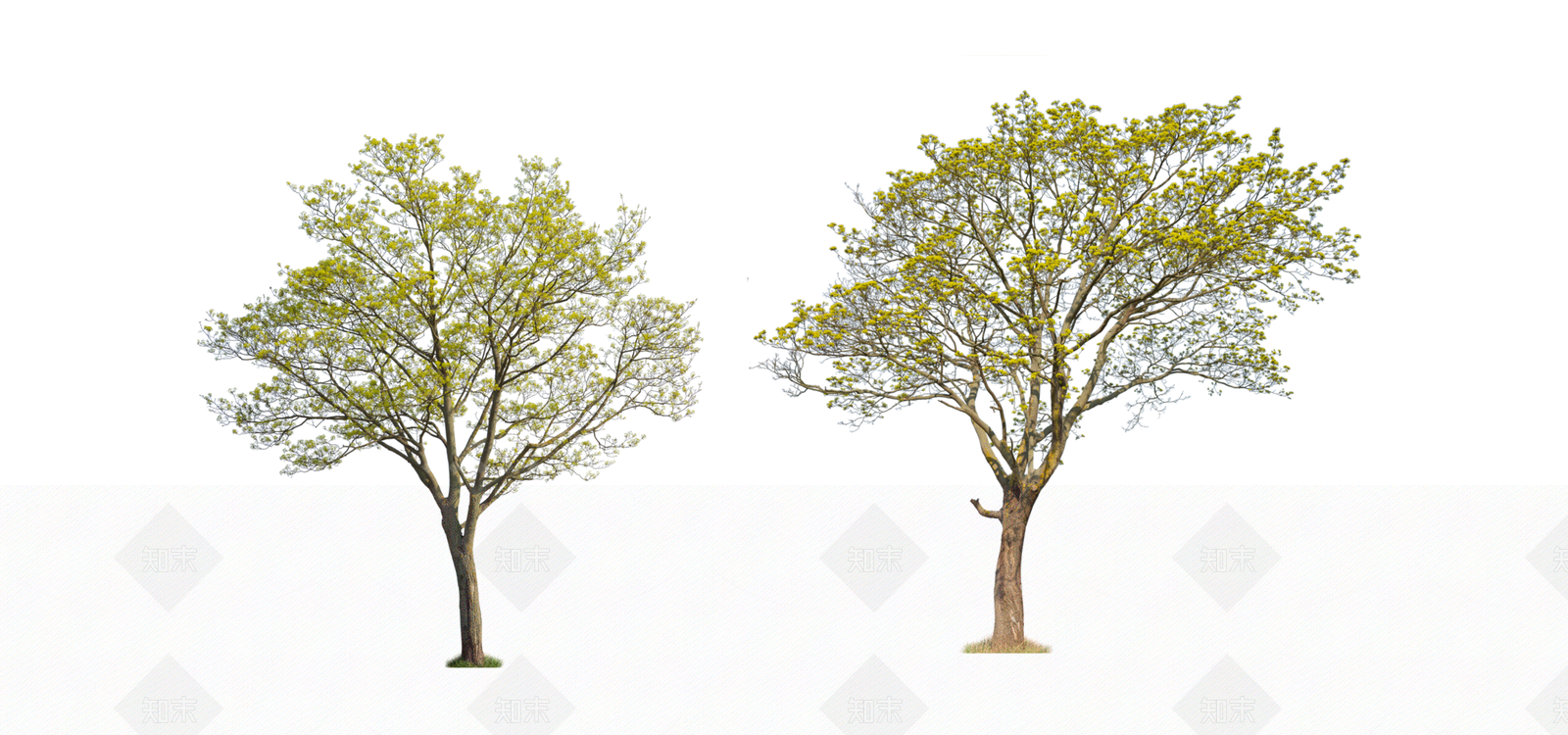 2D黄花风铃木SU模型下载【ID:1148746165】