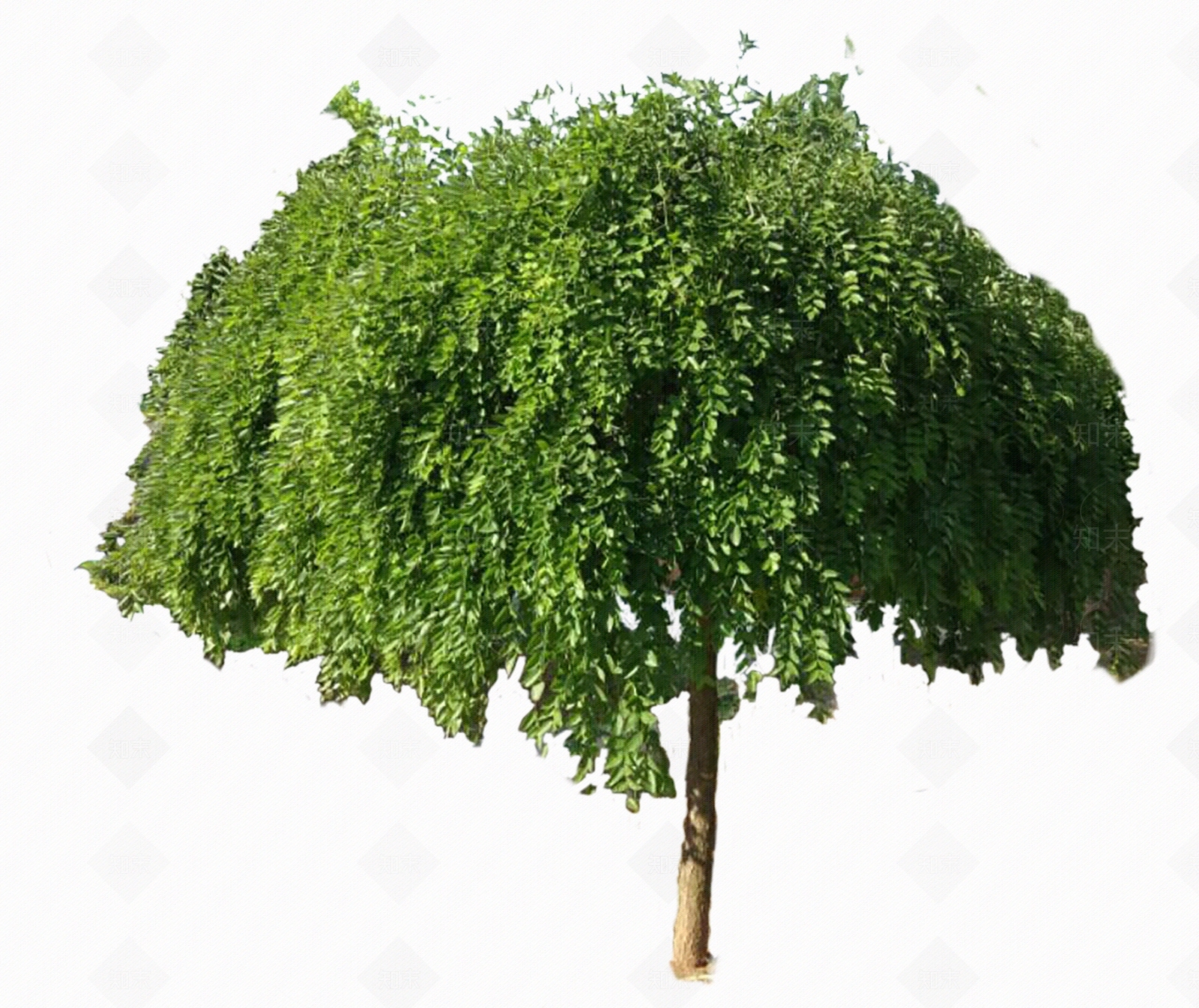 龙爪槐PSD贴图下载【ID:1148761167】