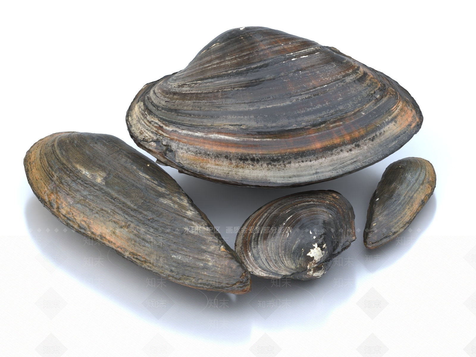 蚌壳3D模型下载【ID:1148901100】