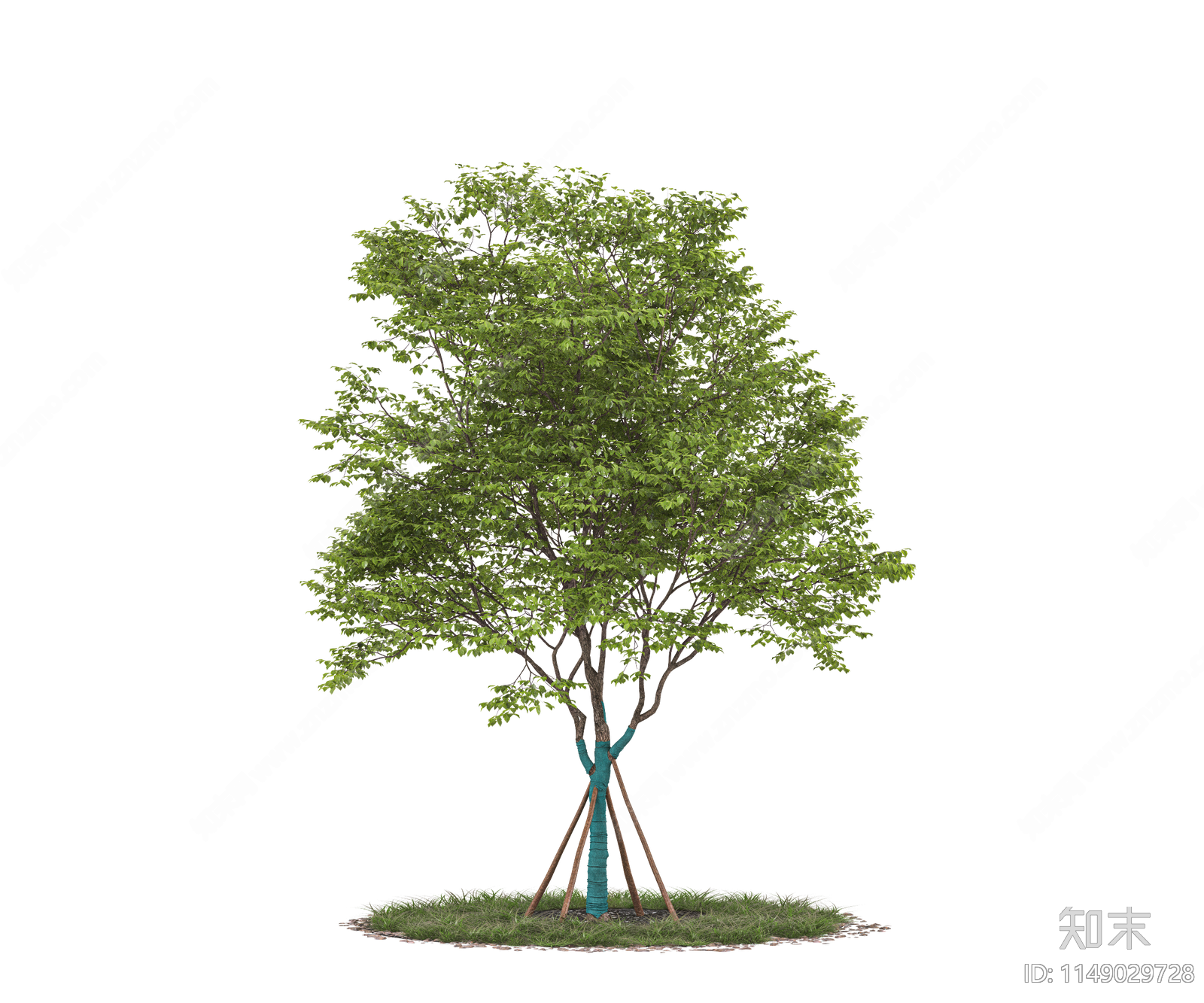 png免抠乔木树木带防风棉树景观树贴图下载【ID:1149029728】