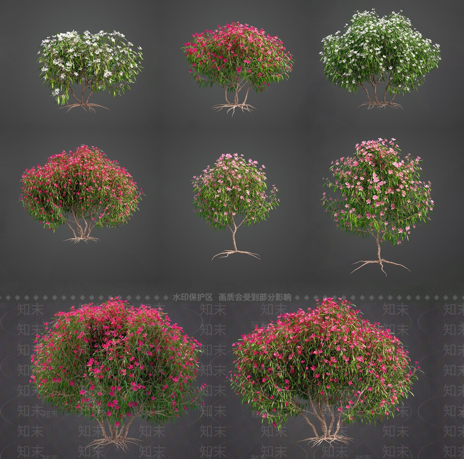 夹竹桃灌木植物SU模型下载【ID:1149080267】