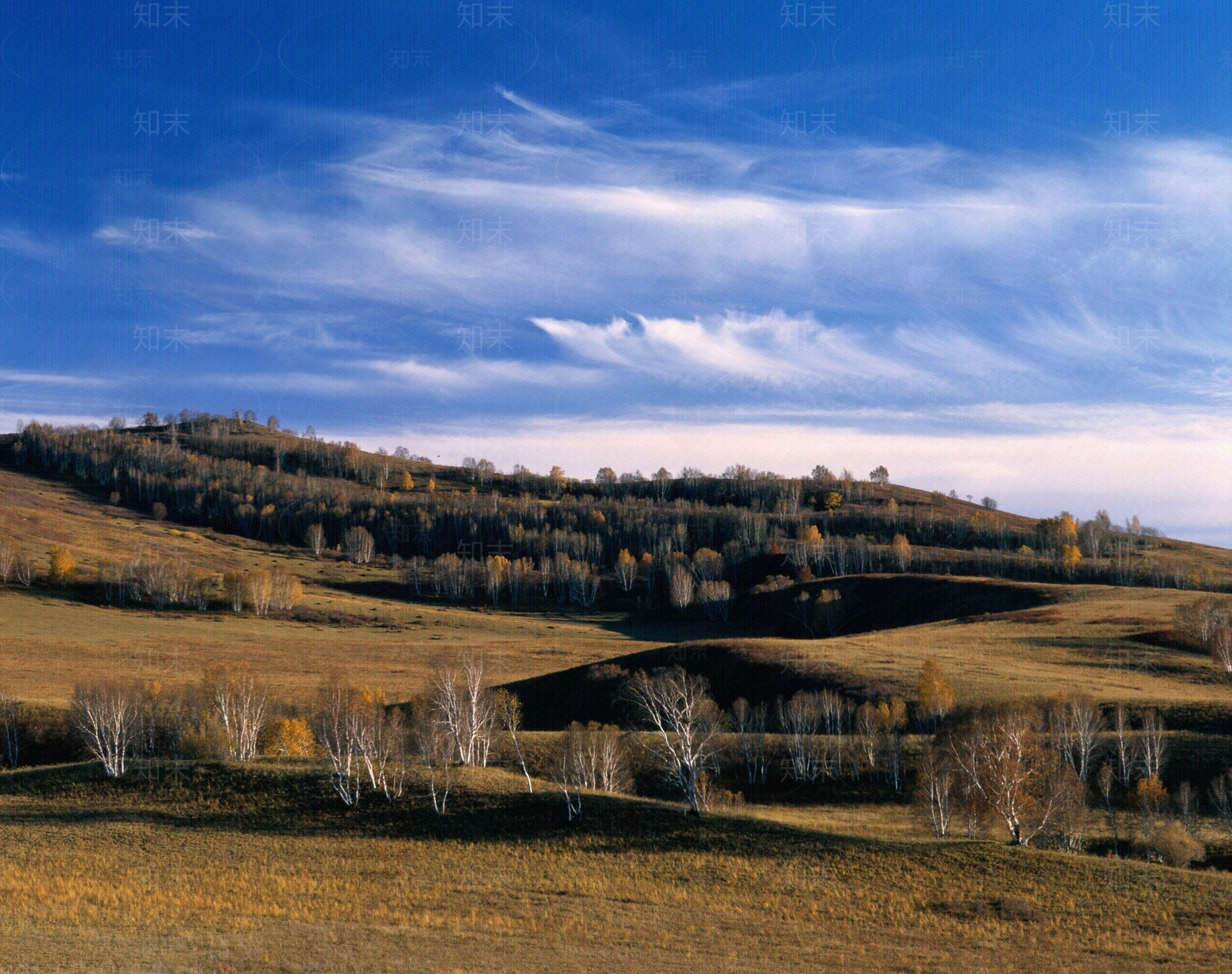秋日白桦林草地蓝天风景贴图下载【ID:1149269164】