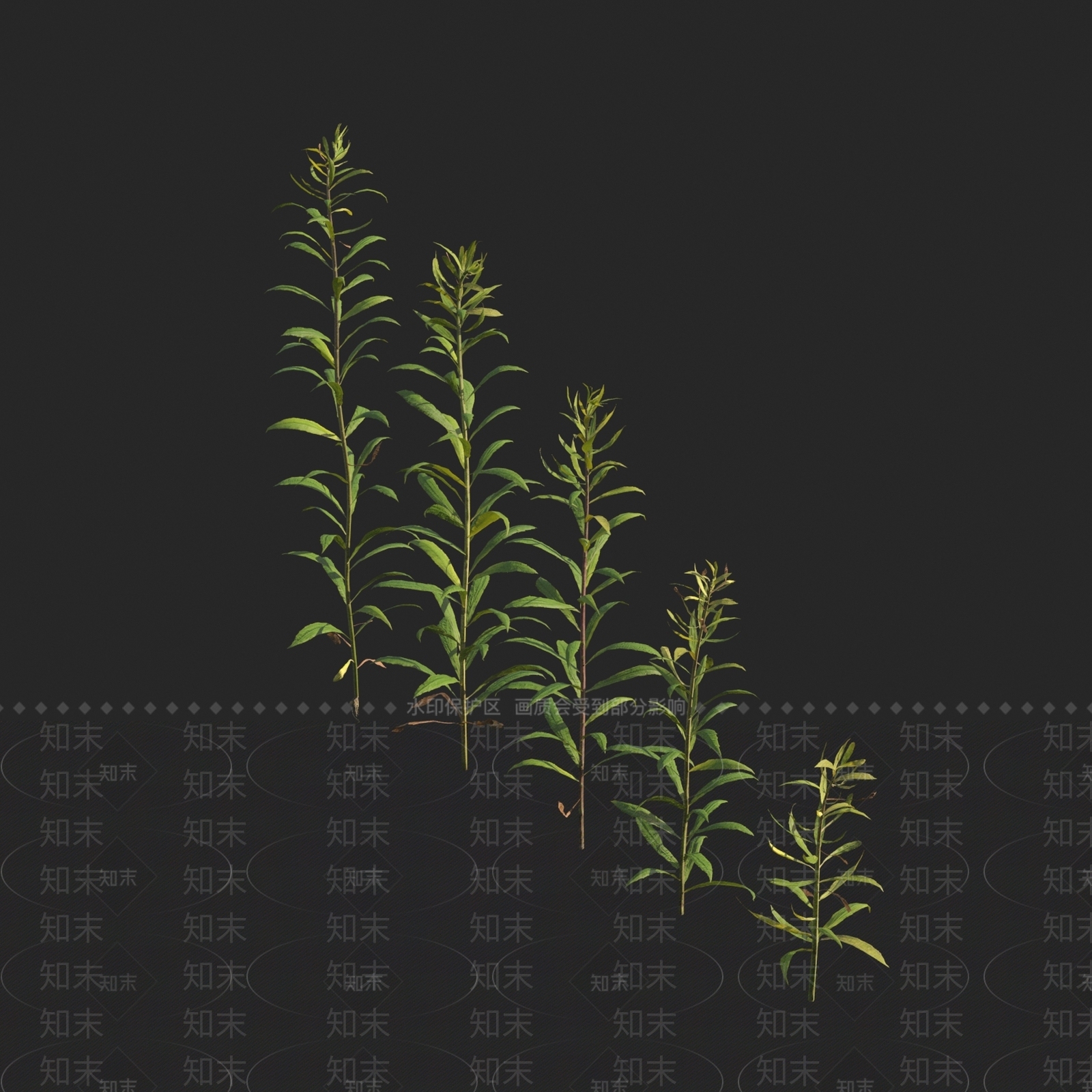 白酒草属3D模型下载【ID:1149222348】