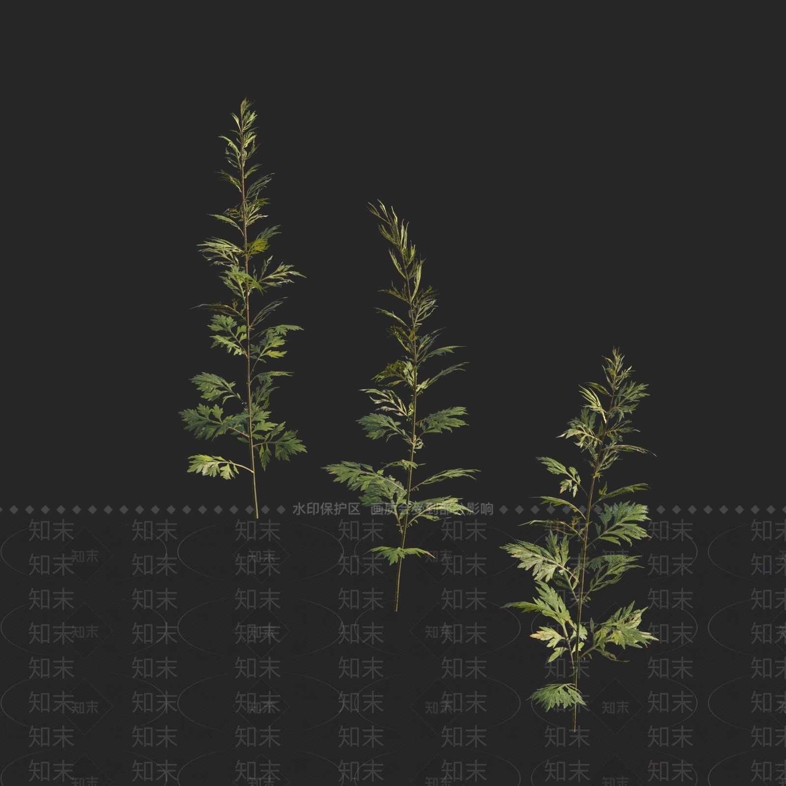 蒿属植物3D模型下载【ID:1149222428】