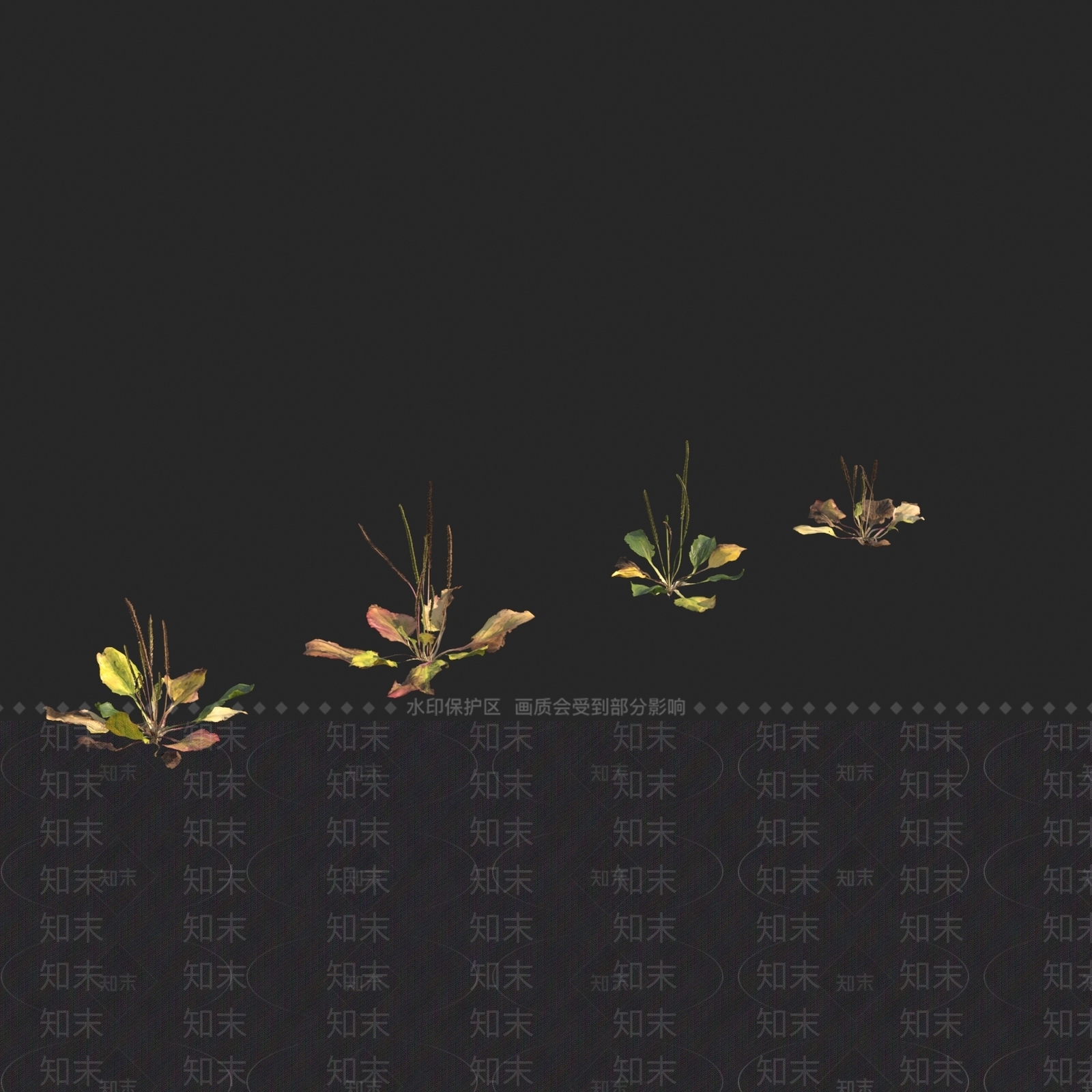 车前草中草药3D模型下载【ID:1149223121】