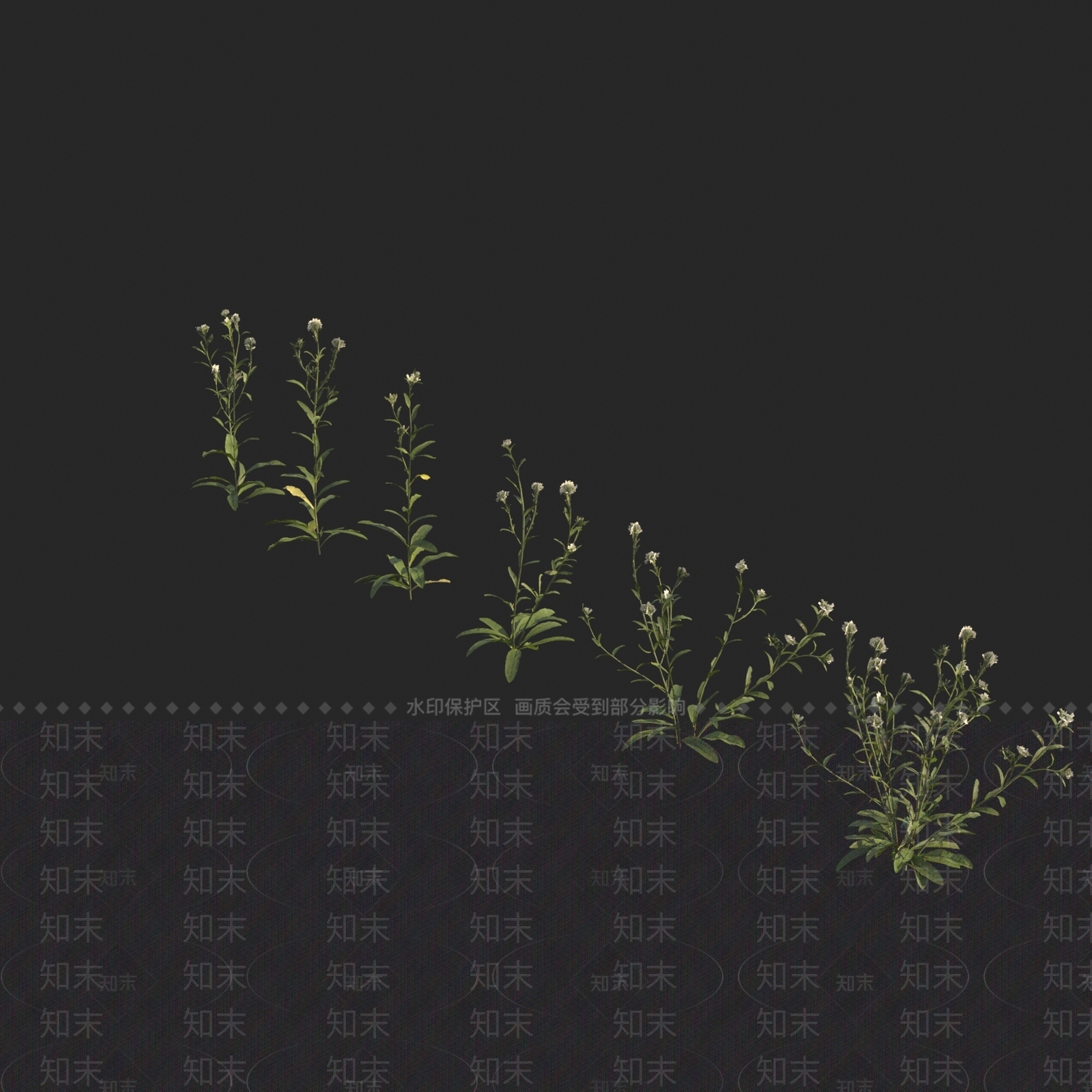 团扇荠3D模型下载【ID:1149223159】
