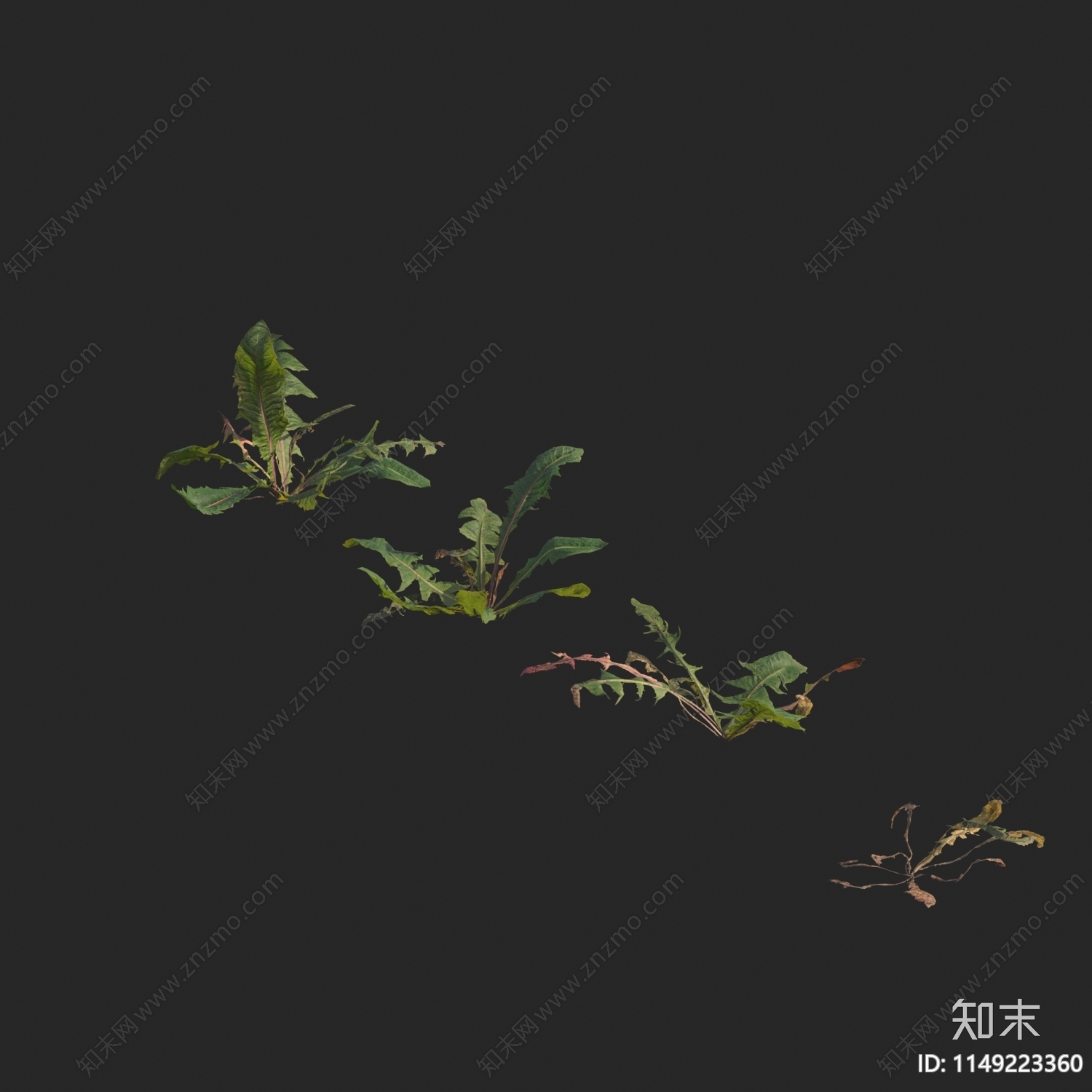 蒲公英花草3D模型下载【ID:1149223360】