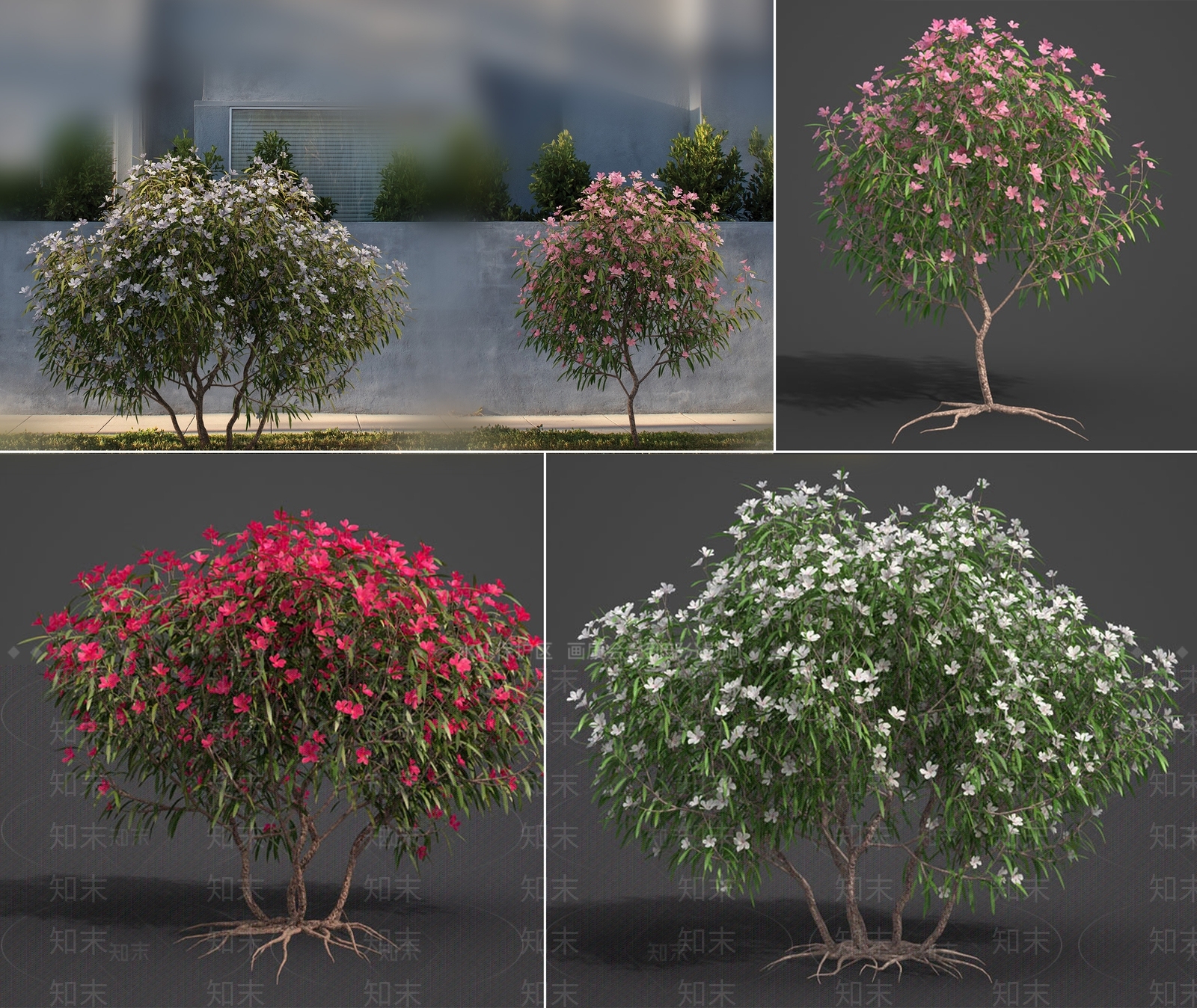 现代夹竹桃开花植物SU模型下载【ID:1160500585】