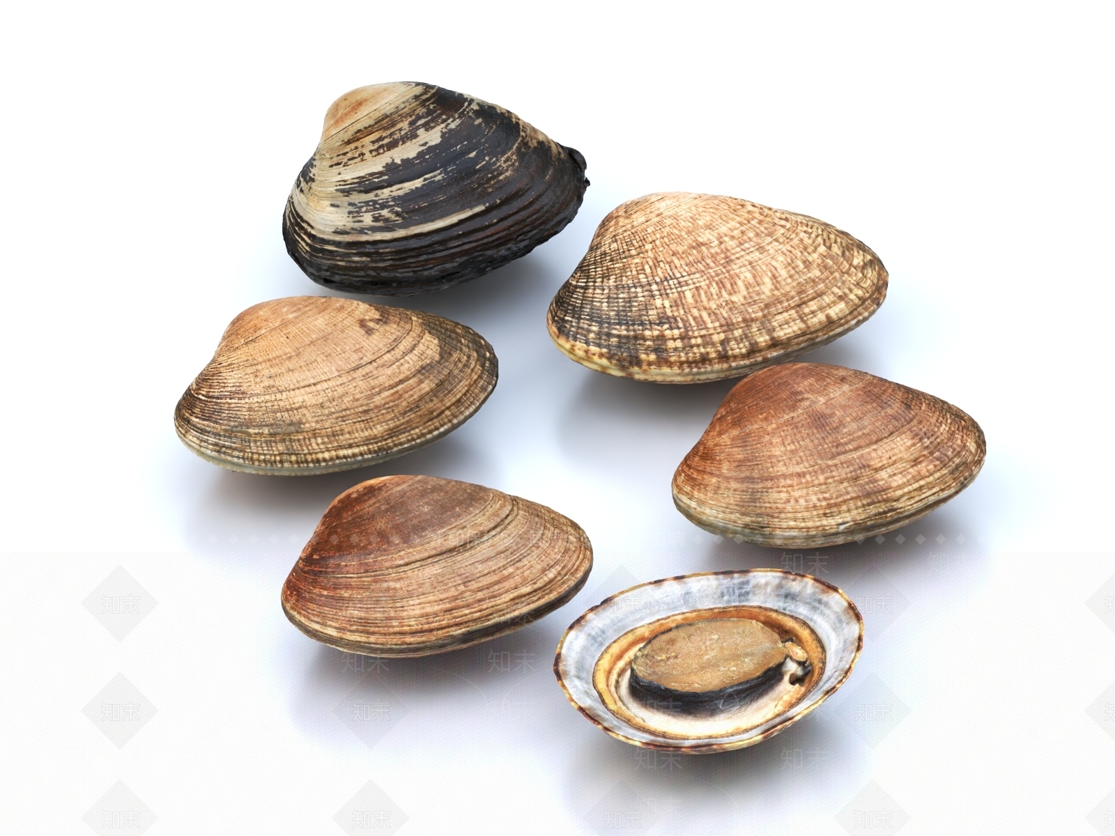河蚌3D模型下载【ID:1149382665】