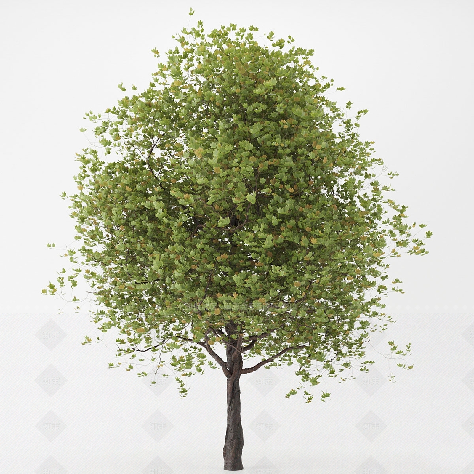 乔木3D模型下载【ID:1151460704】