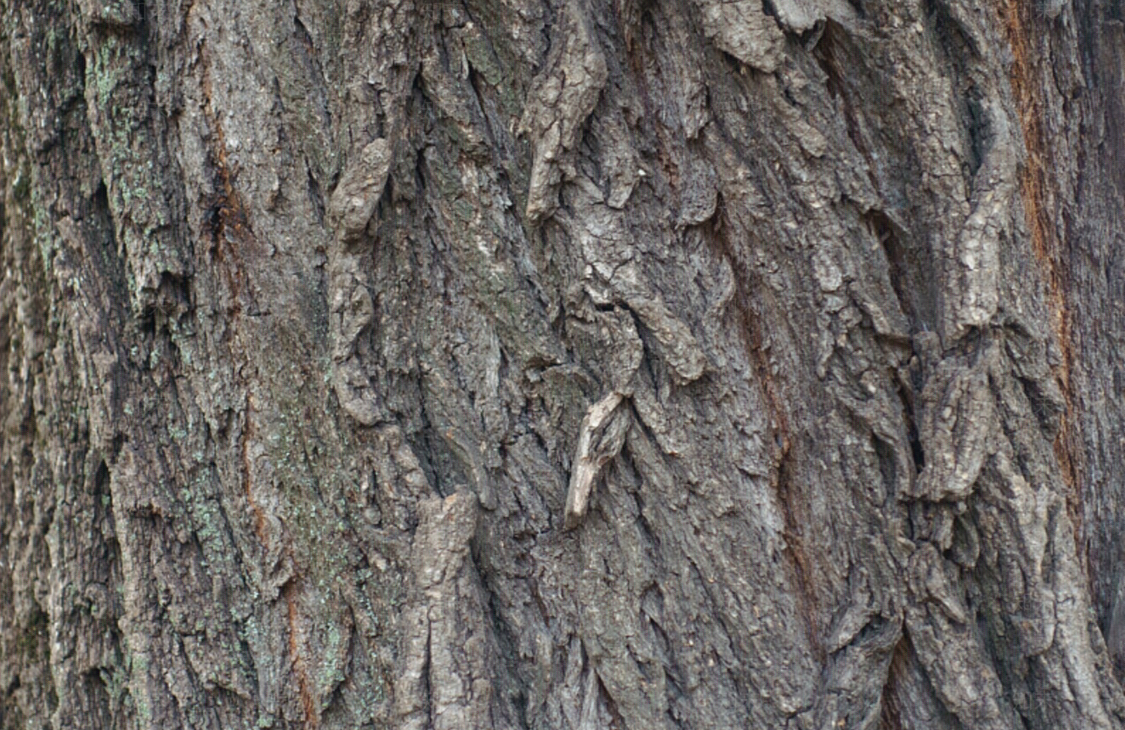 现代树干树皮贴图下载【ID:1149409112】