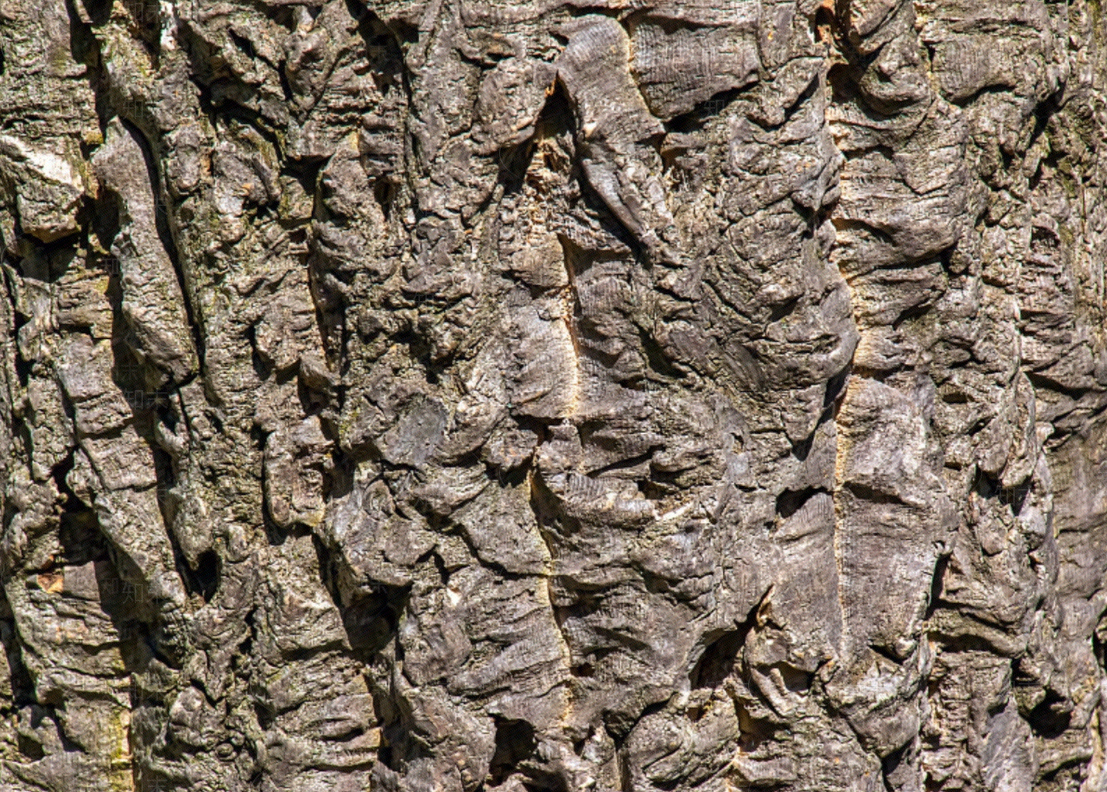 现代树干树皮贴图下载【ID:1149409186】
