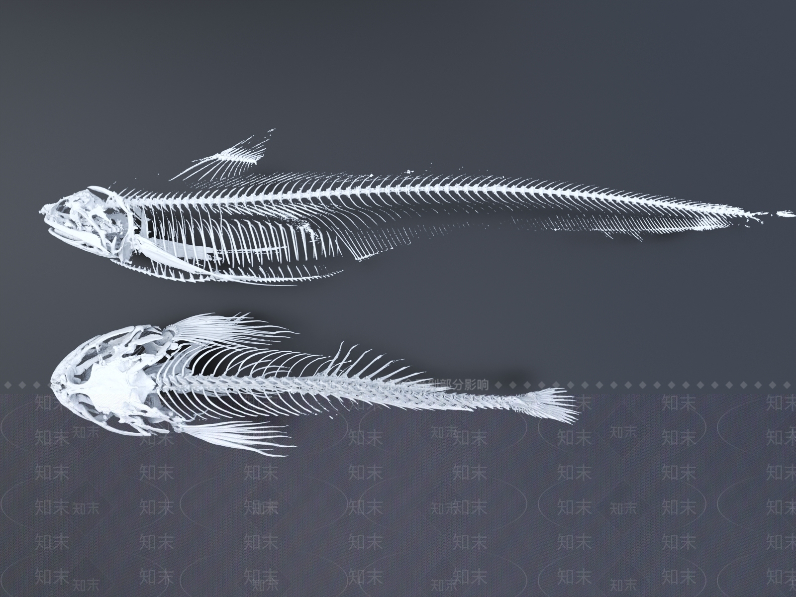鱼骨头3D模型下载【ID:1149527936】