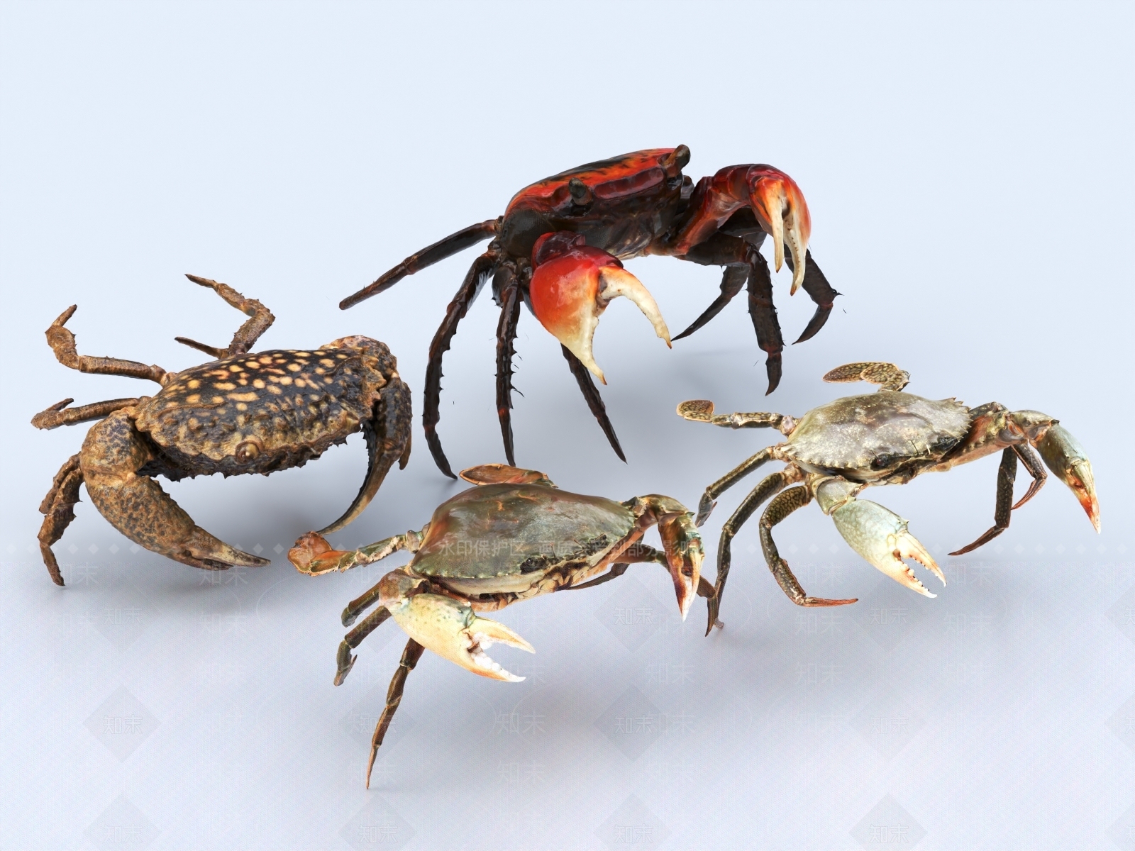 螃蟹3D模型下载【ID:1149614964】