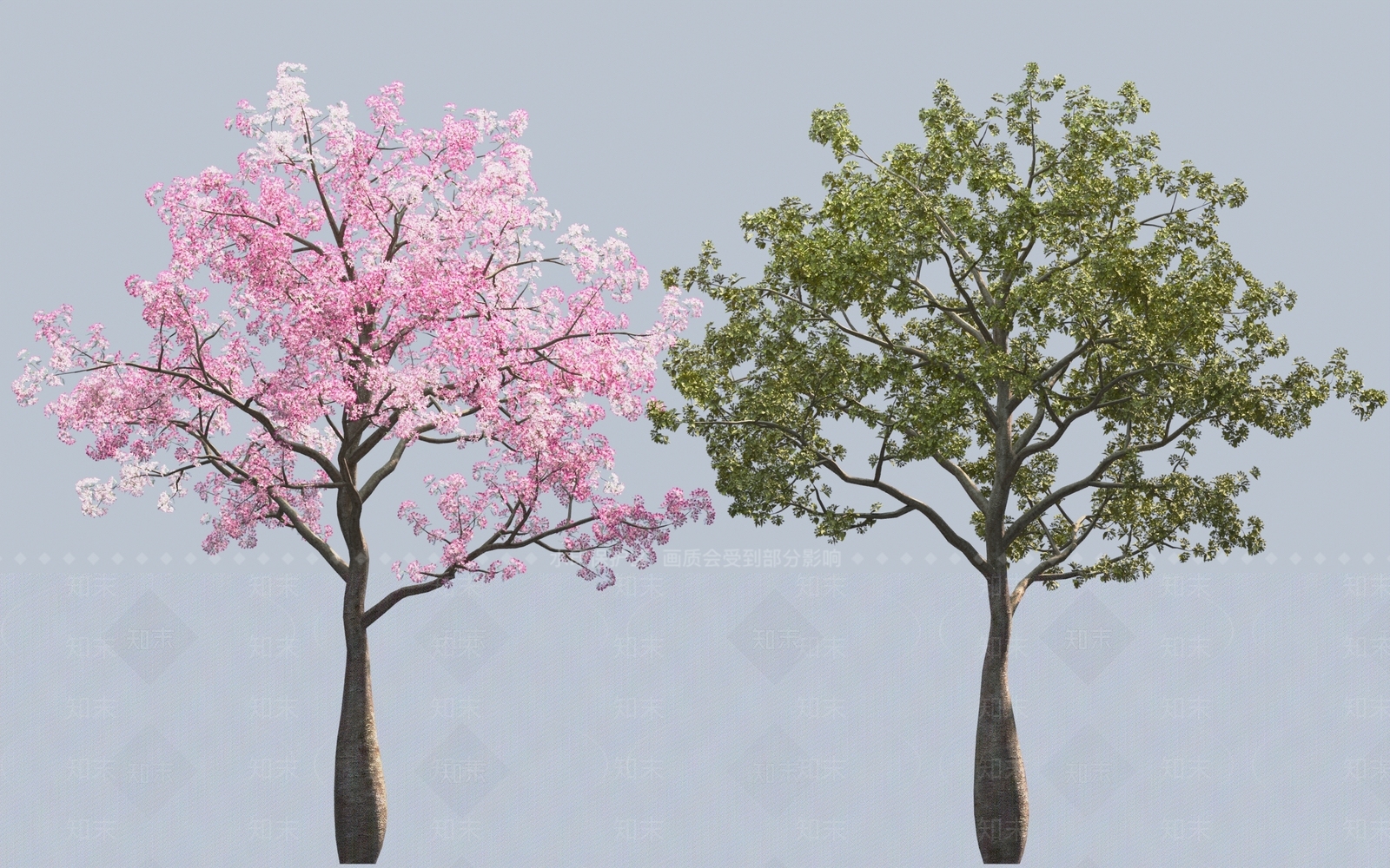 大腹木棉3D模型下载【ID:1149686338】