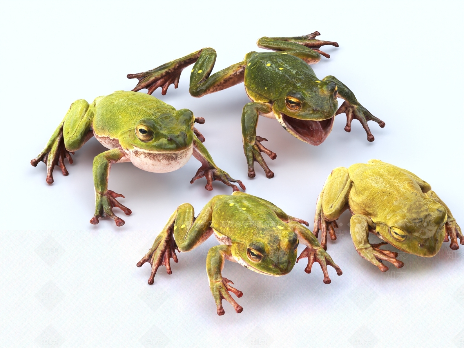 青蛙3D模型下载【ID:1149703193】