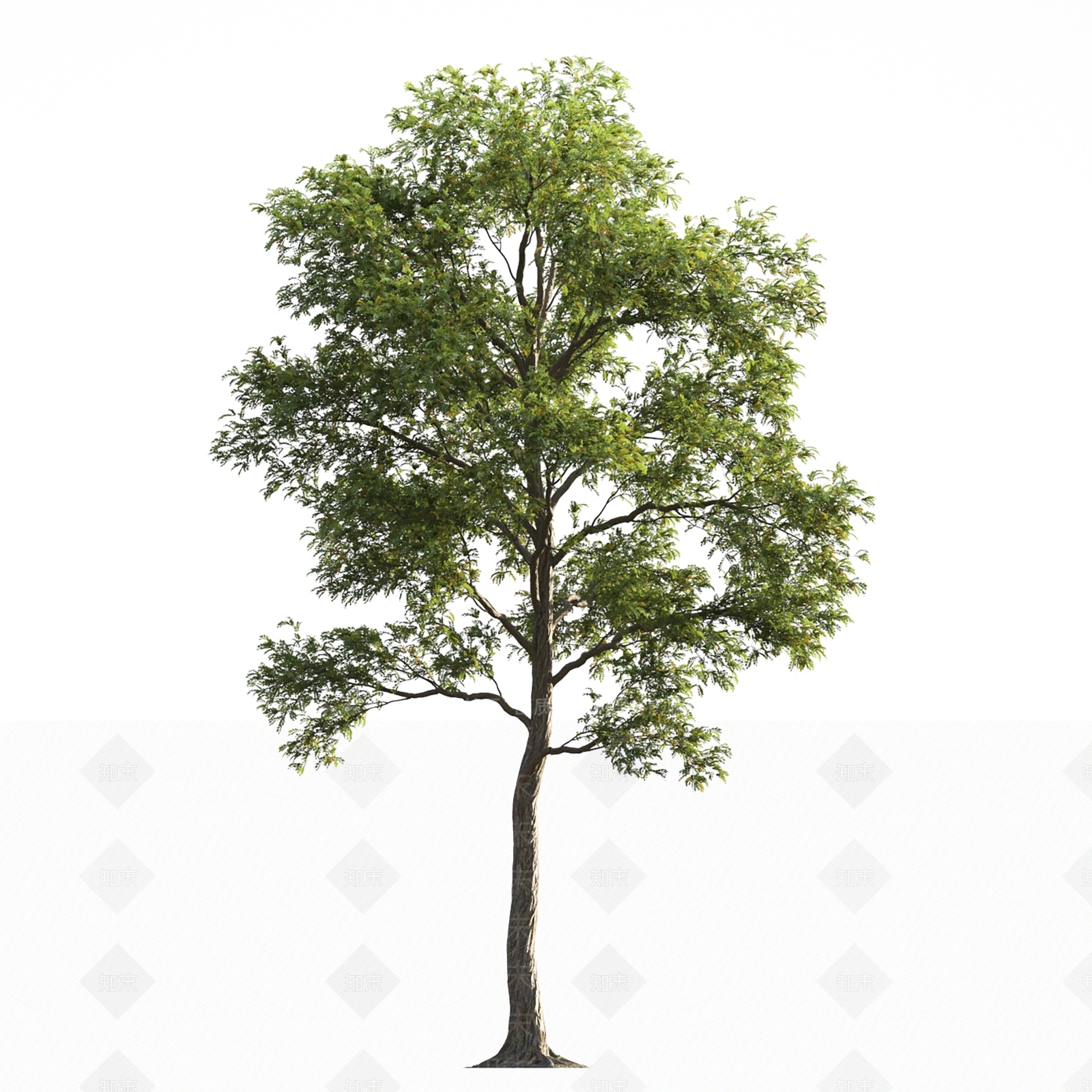 其他树木3D模型下载【ID:1149764587】