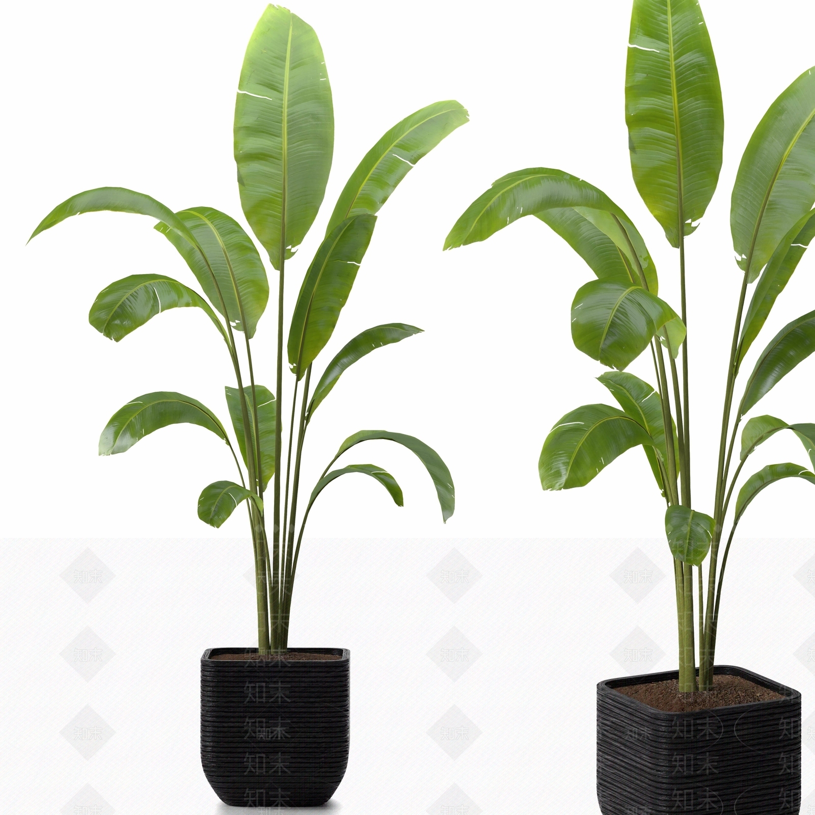 室内植物盆栽3D模型下载【ID:1149812676】