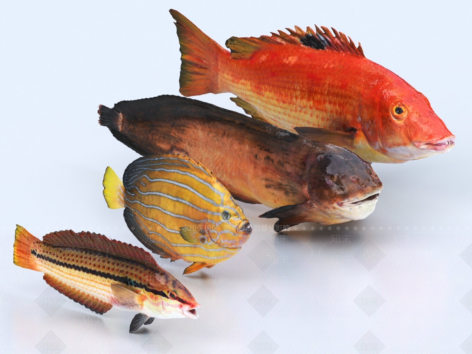 观赏鱼3D模型下载【ID:1149913460】
