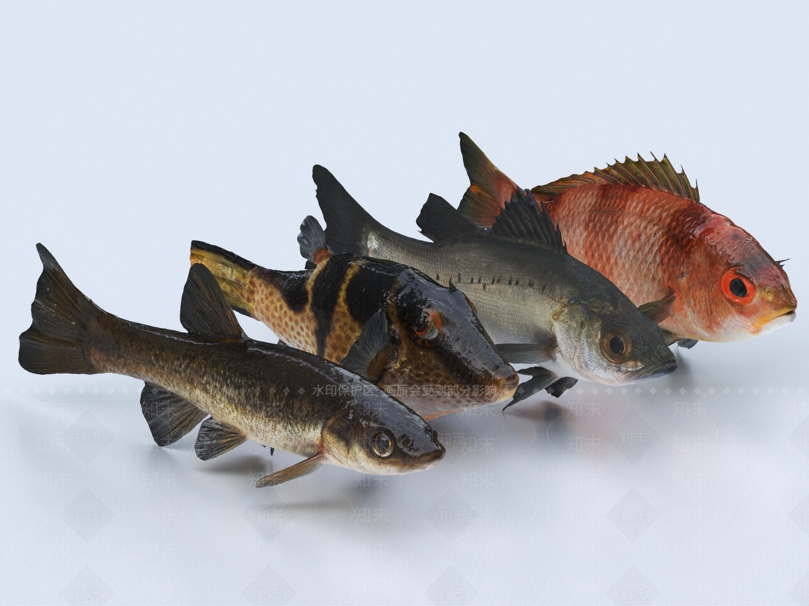 鲈鱼3D模型下载【ID:1149916340】