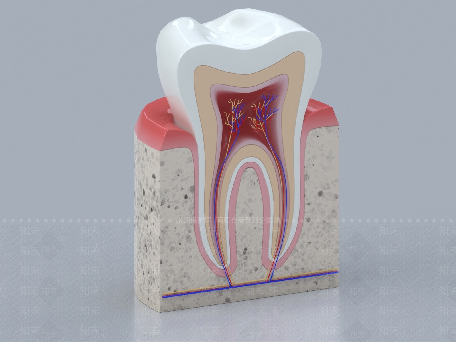 现代牙齿组织3D模型下载【ID:1150015833】