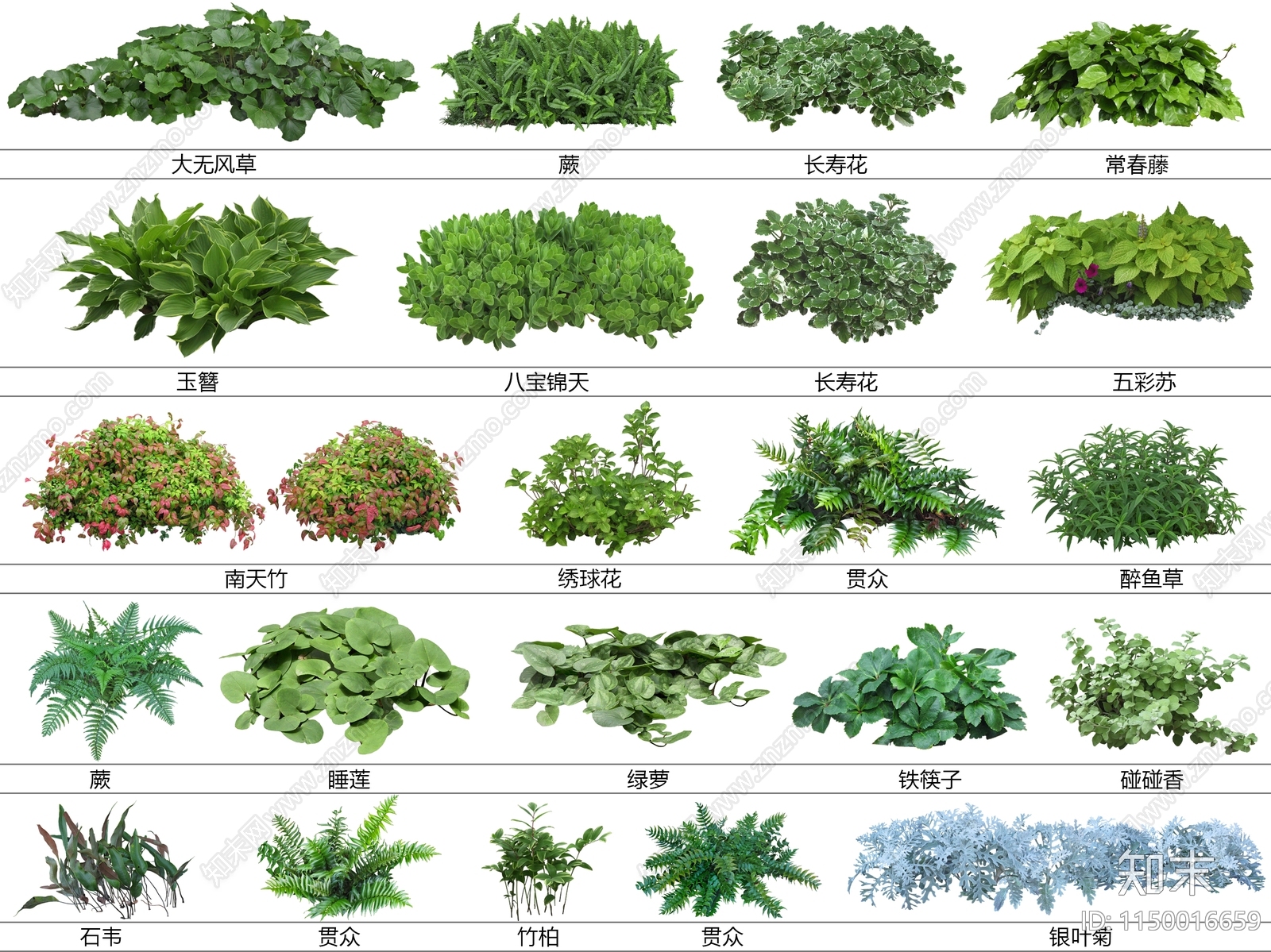 地被植物设计素材精品下载_知末网