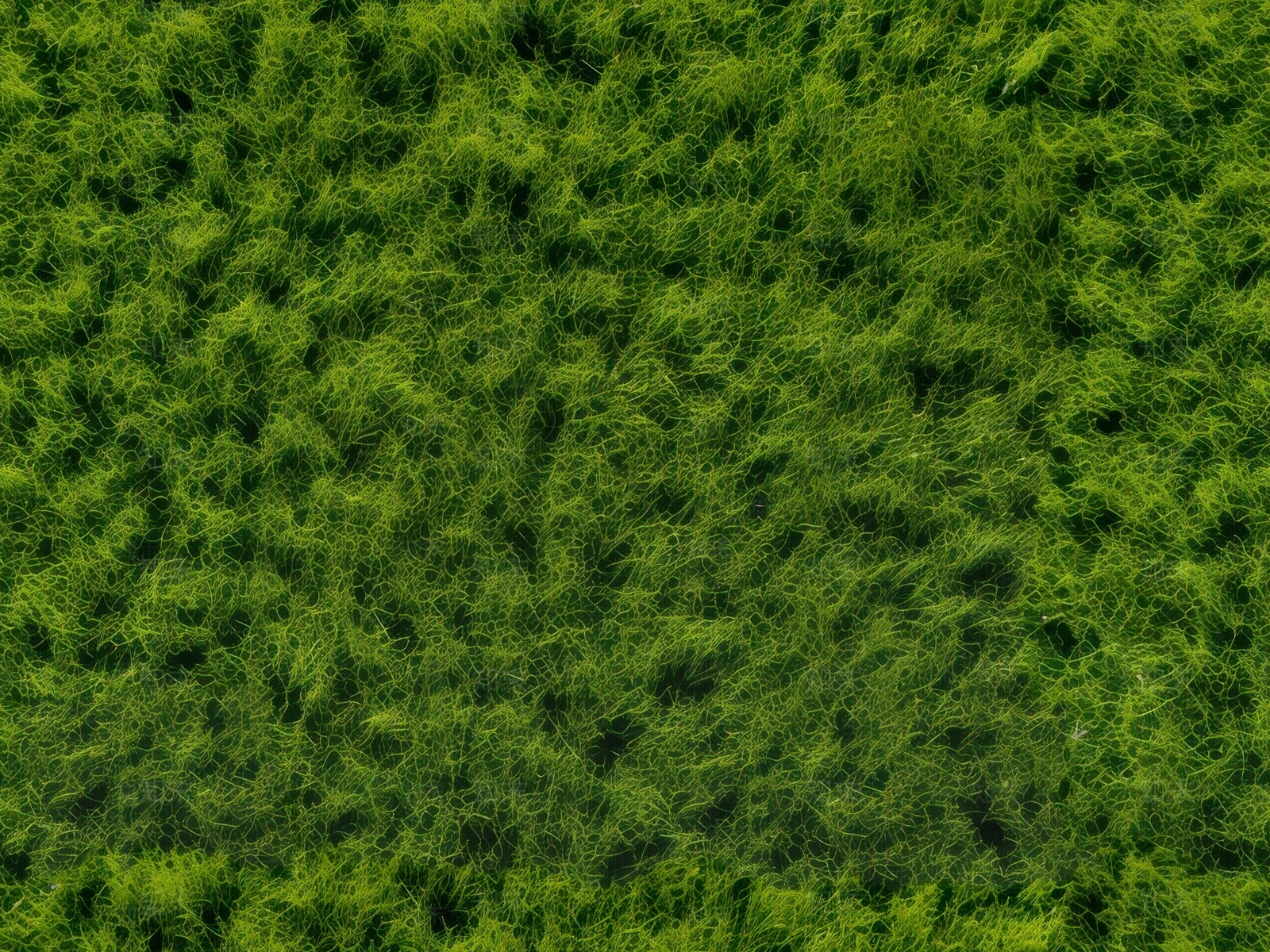 无缝草皮草坪绿植地面贴图下载【ID:1150094444】