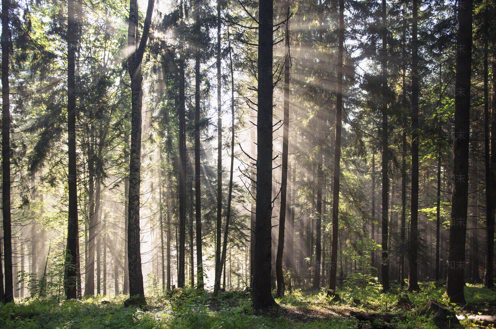 原始阳光森林风景贴图下载【ID:1150137886】