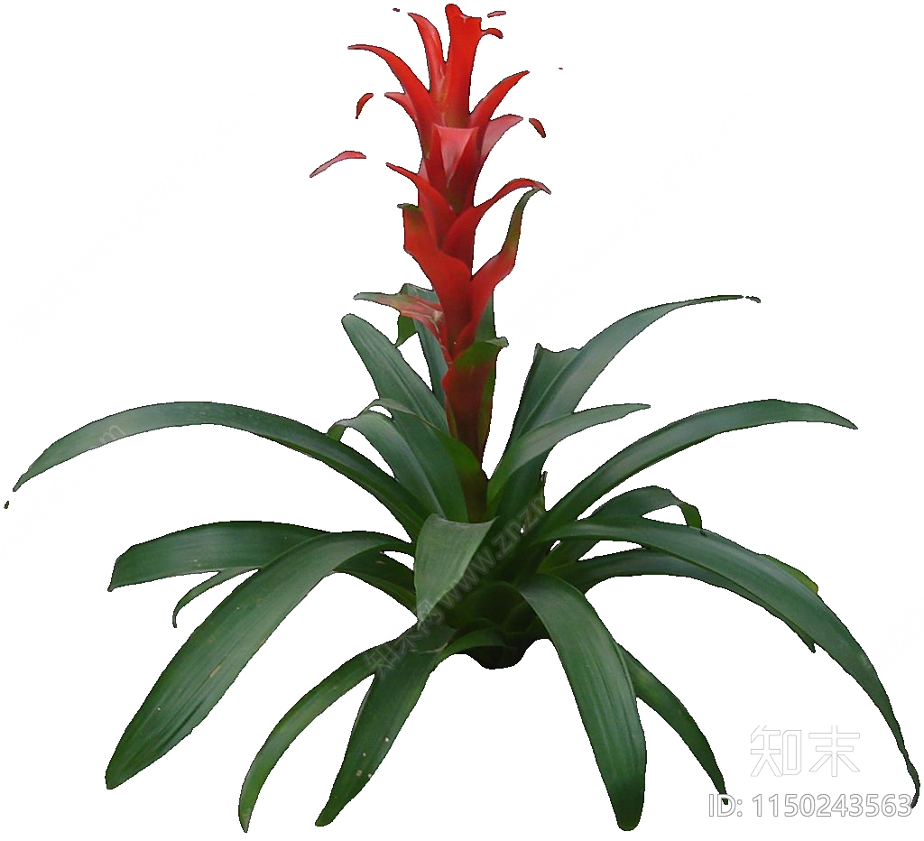 PNG免抠植物菠萝凤梨贴图下载【ID:1150243563】