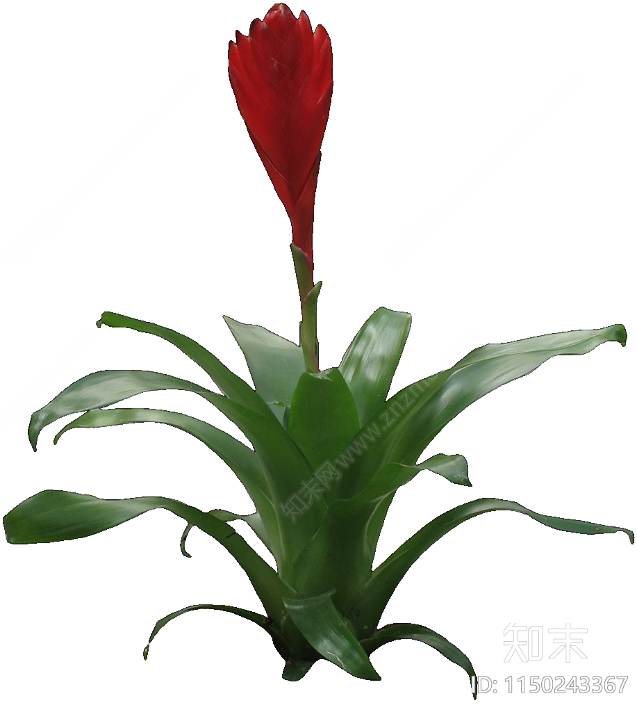 PNG免抠植物菠萝凤梨贴图下载【ID:1150243367】