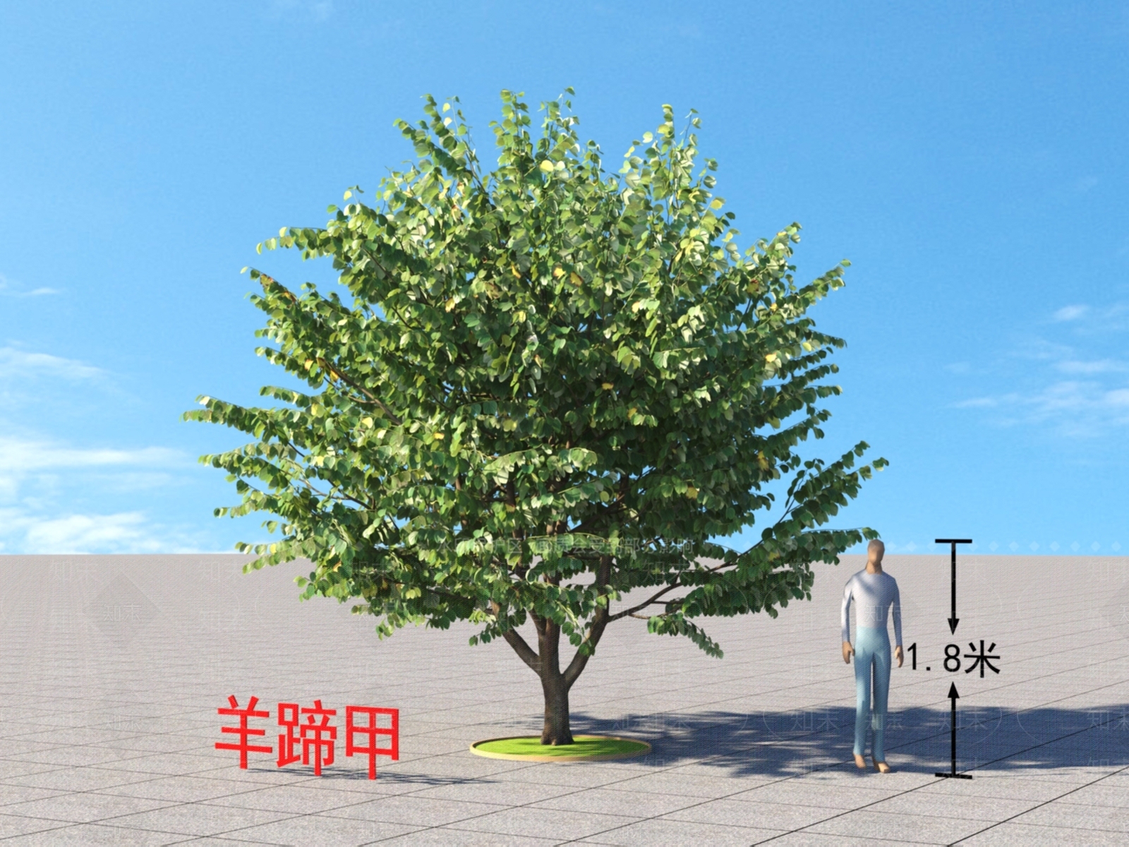 羊蹄甲3D模型下载【ID:1150254428】