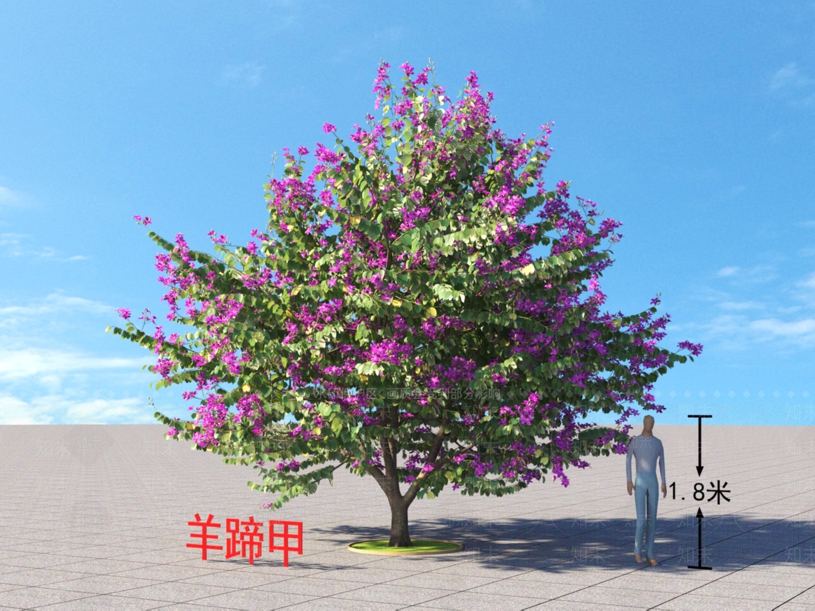 羊蹄甲3D模型下载【ID:1150254740】