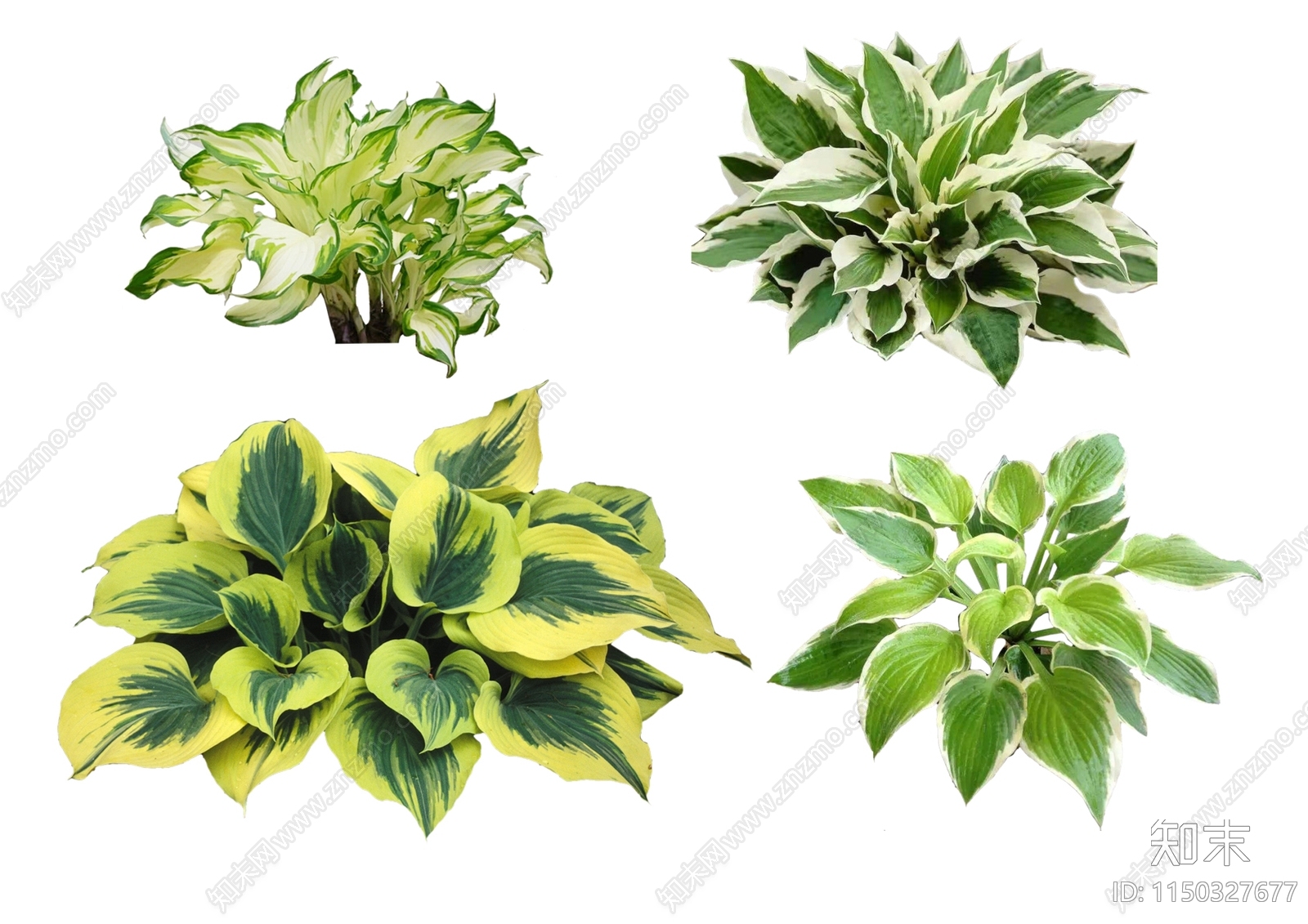 地被植物设计素材精品下载_知末网