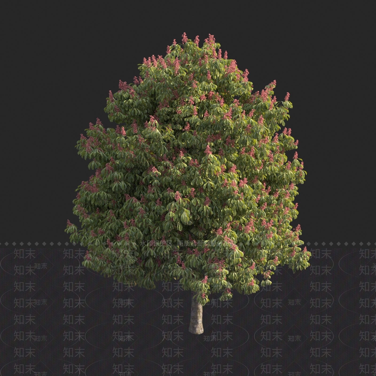 北美红花七叶树3D模型下载【ID:1150307335】
